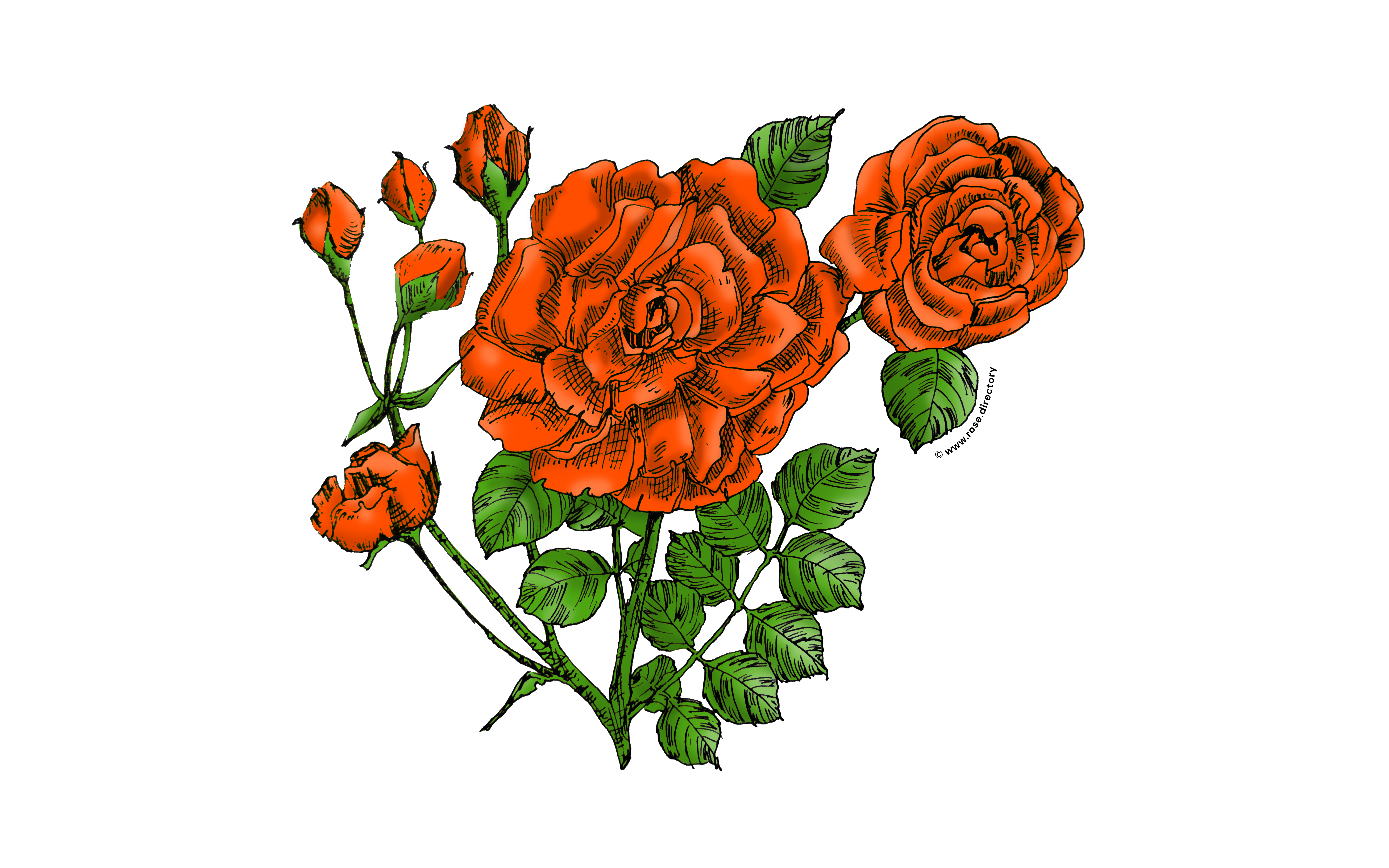 Orange Flat Rose Bloom Double 16-25 Petals In 3+ Rows