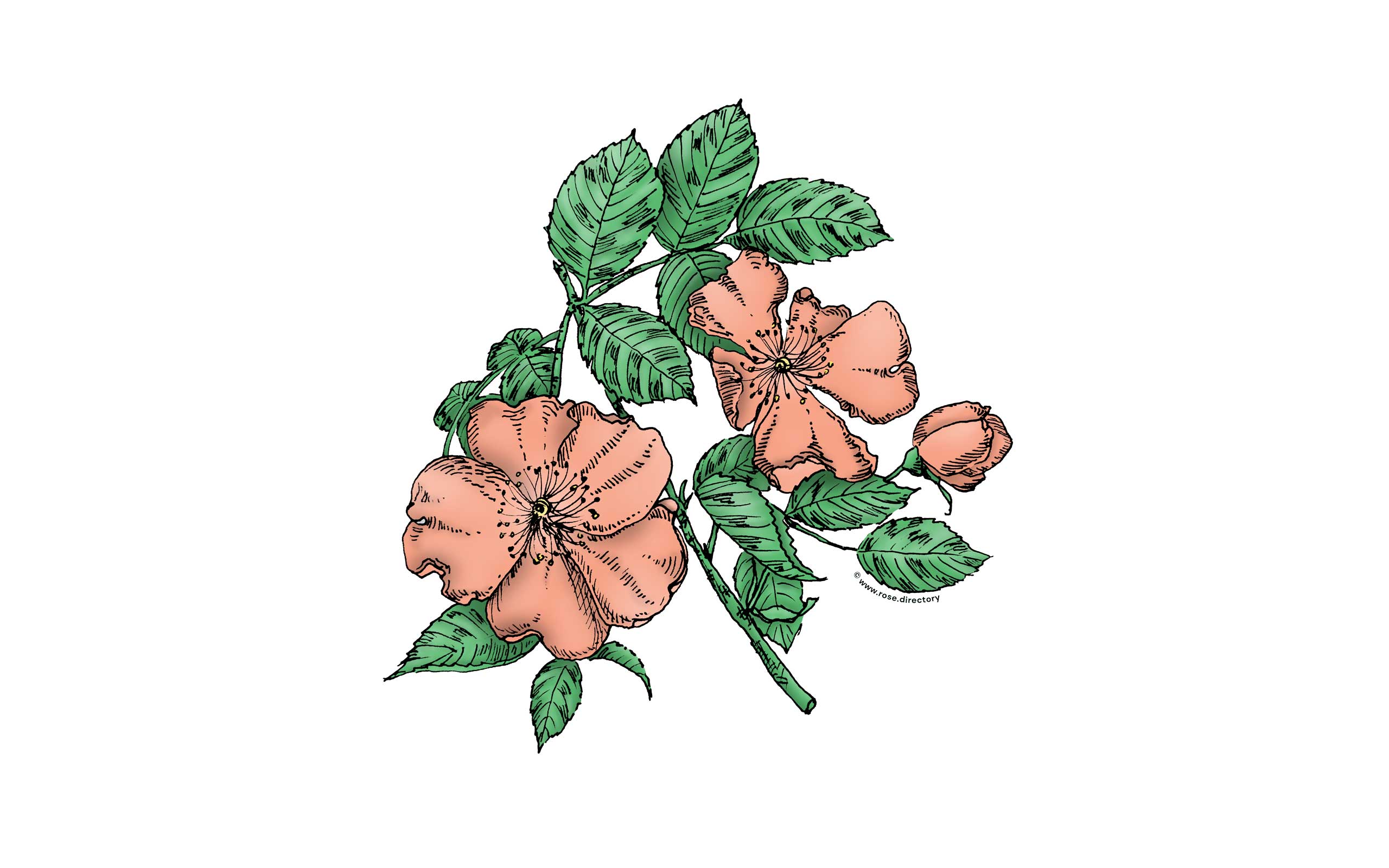 Apricot Flat Rose Bloom Single 1-7 Petals Almost Flat