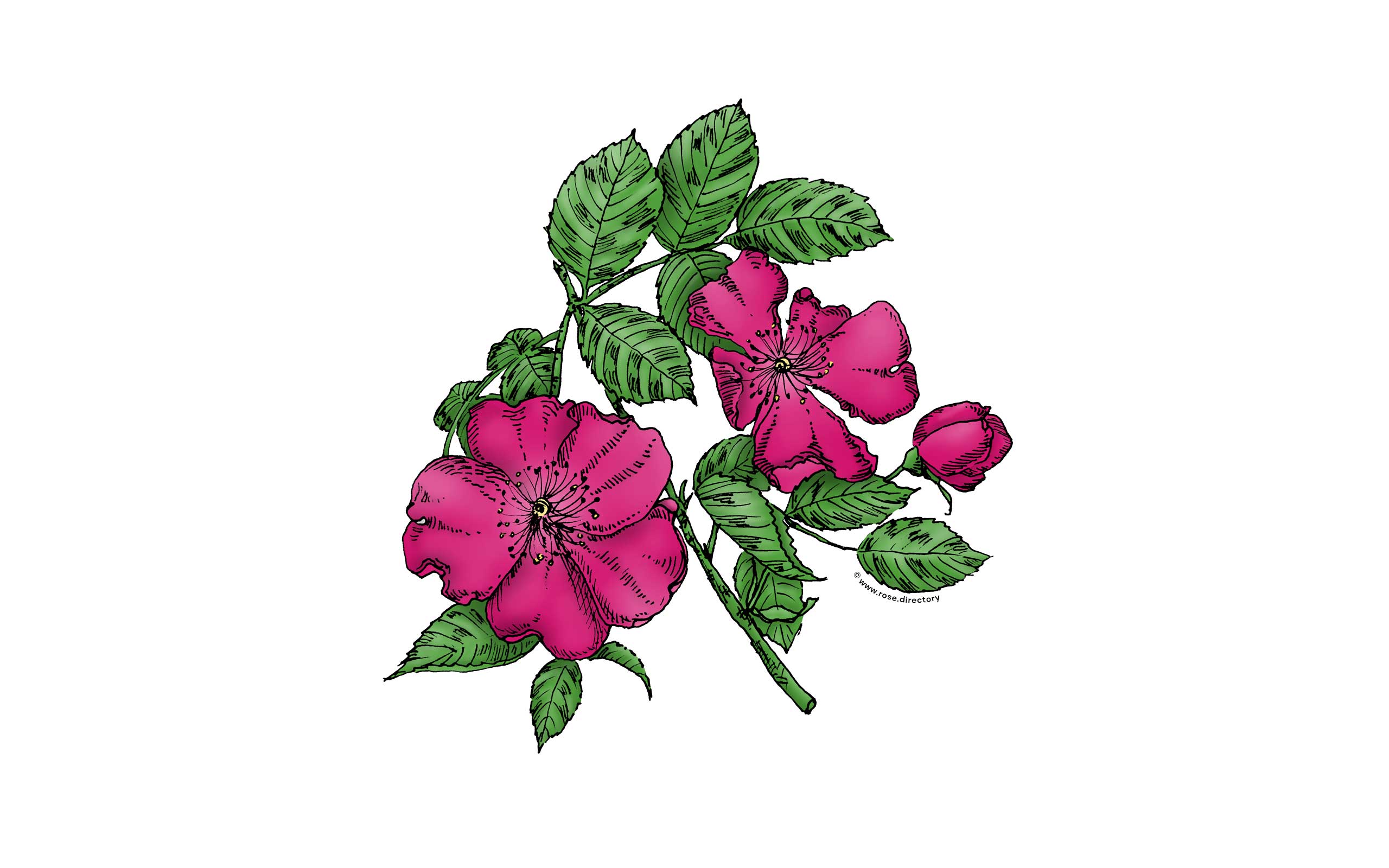 Deep Pink Flat Rose Bloom Single 4-8 Petals Almost Flat