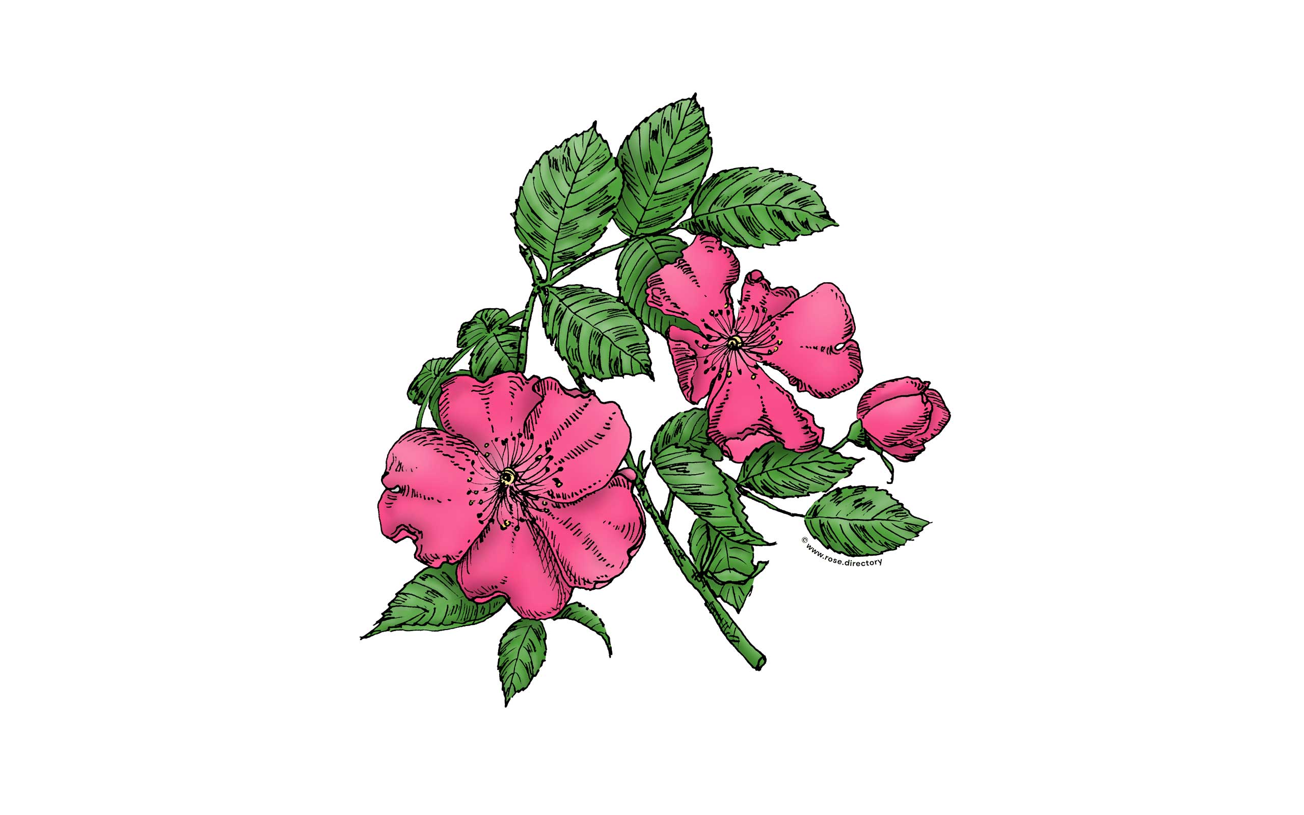 Mid Pink Flat Rose Bloom Single 1-7 Petals Almost Flat