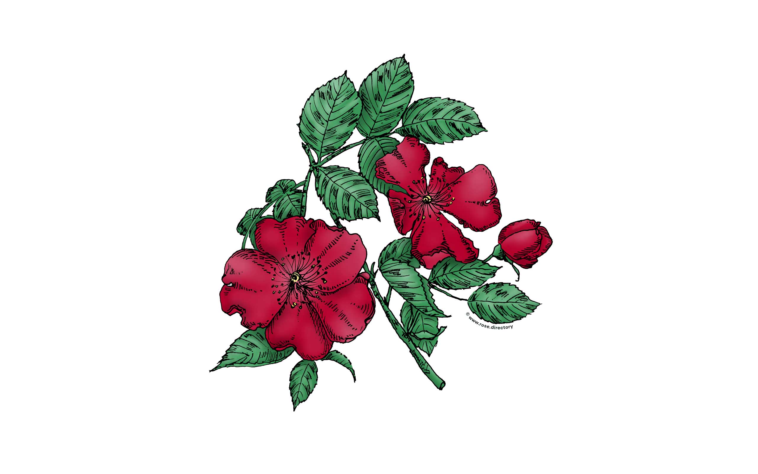 Dark Red Flat Rose Bloom Single 1-7 Petals Almost Flat