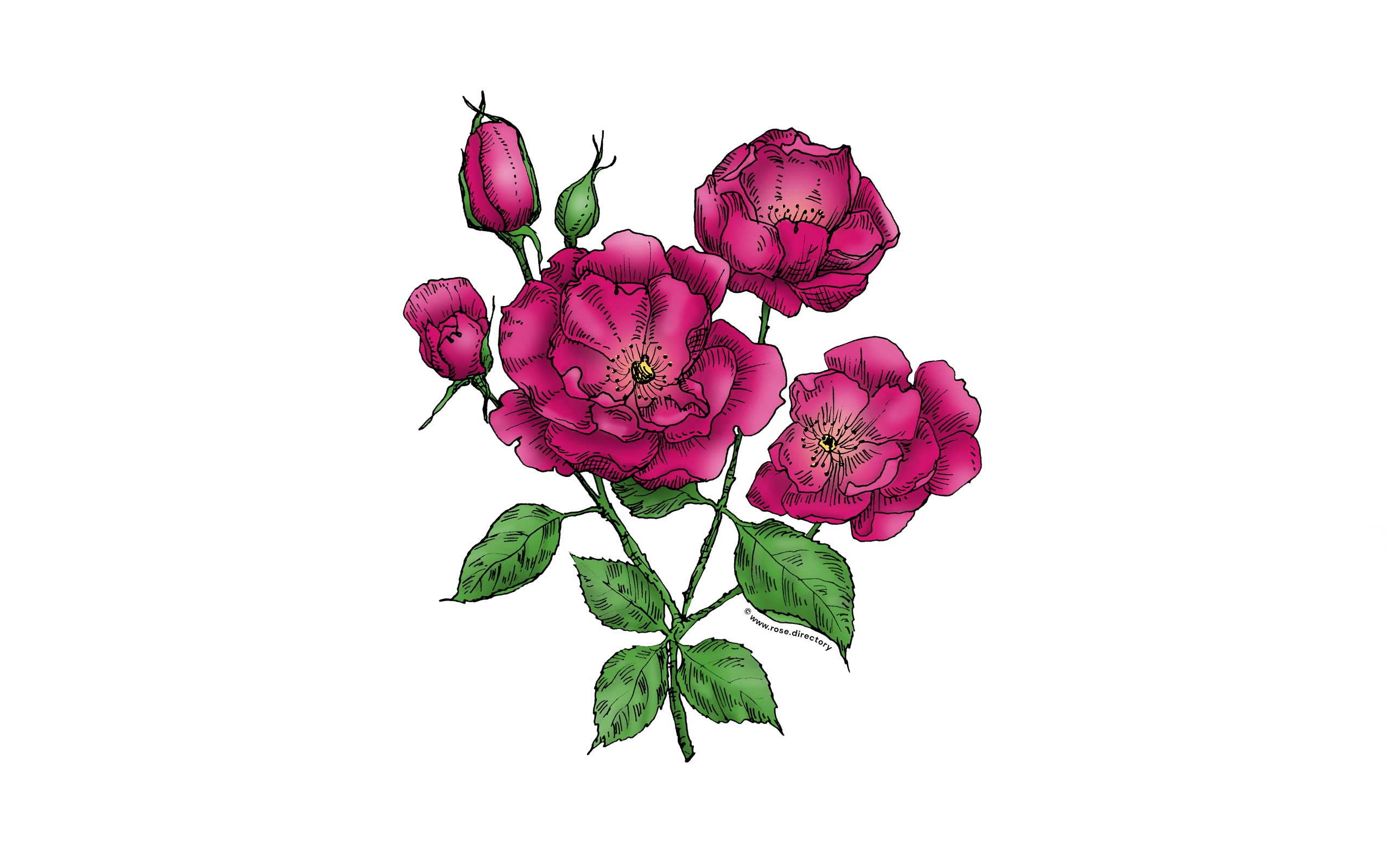 Deep Pink Flat Rose Bloom Semi-Double 8-15 Petals In 2 Rows