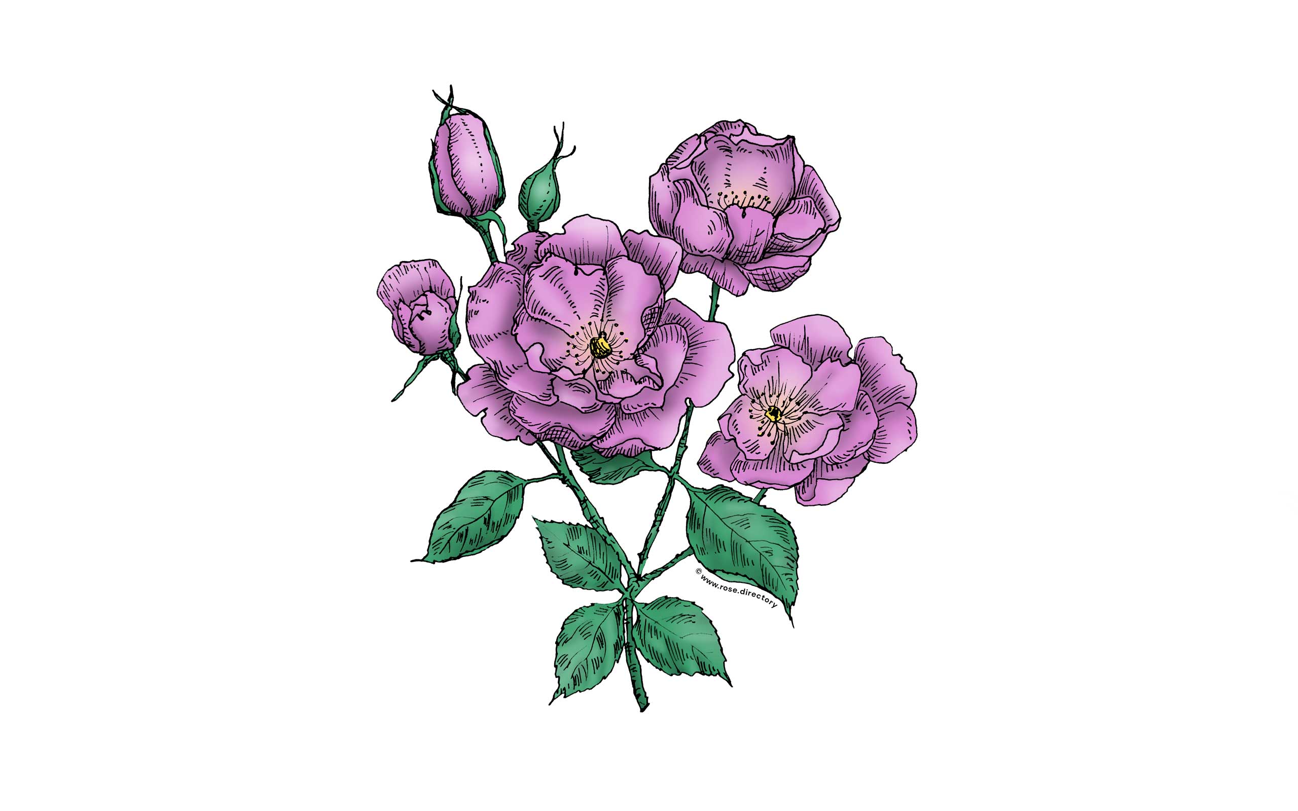 Purple Flat Rose Bloom Semi-Double 8-15 Petals In 2 Rows