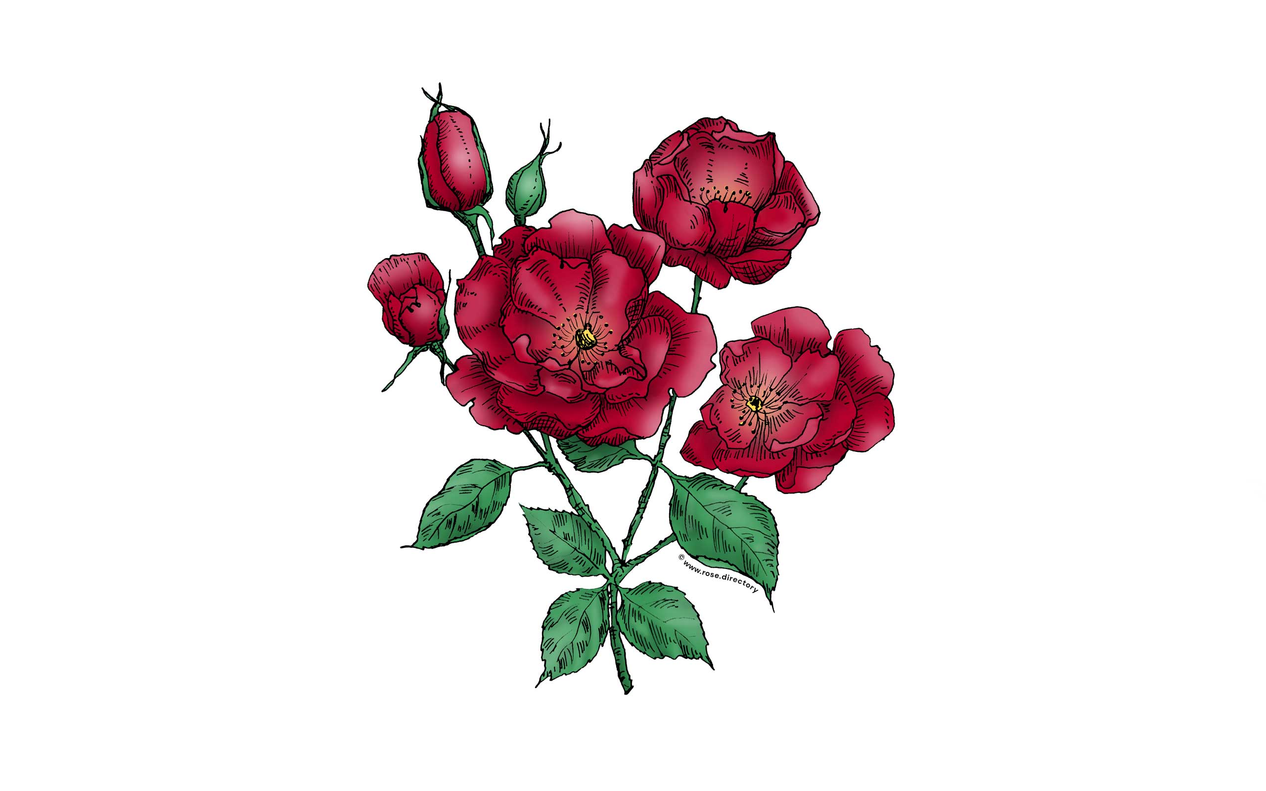 Dark Red Flat Rose Bloom Semi-Double 8-15 Petals In 2 Rows