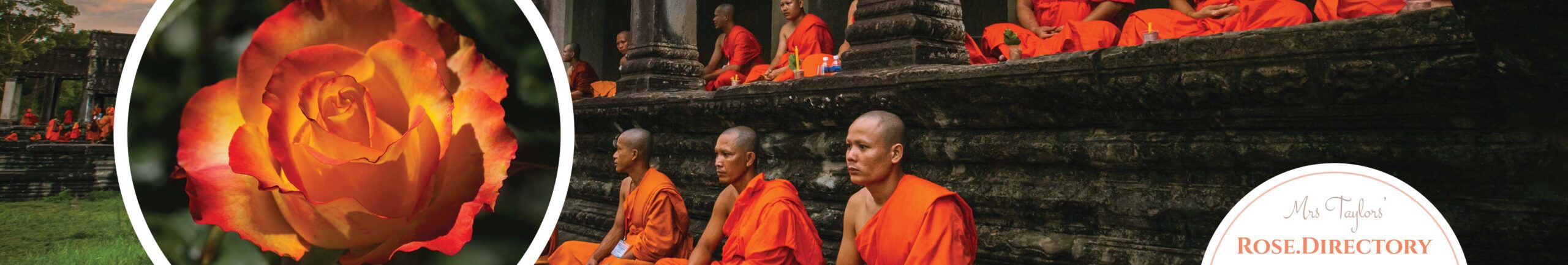 Buddhist monks in orange and an orange rose