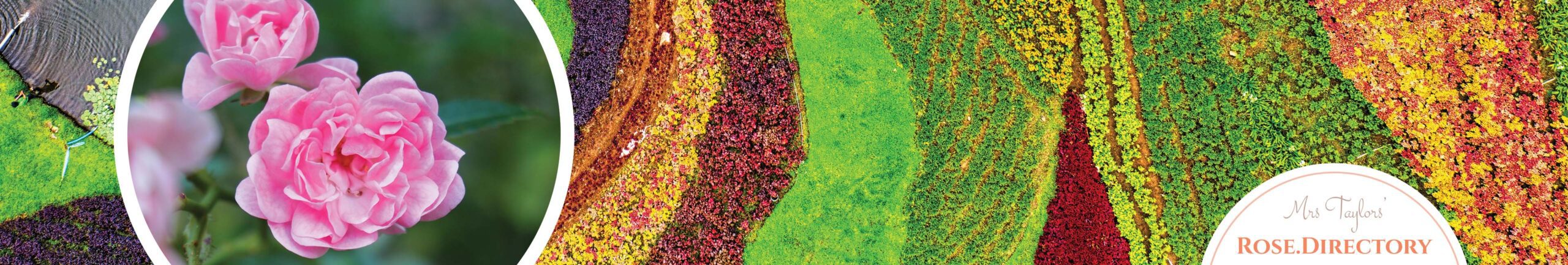 An arial view of fields of flower in indonesia with a feature focus on damask rose