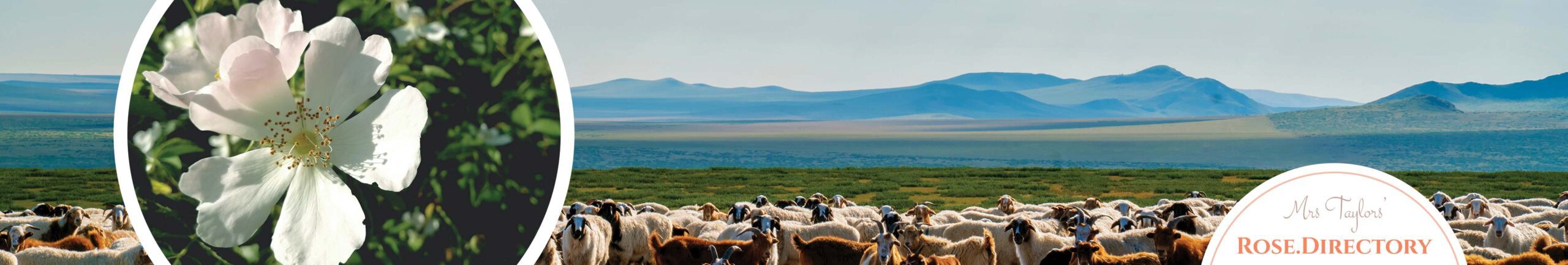Herd of goats in Mongolia and a white wild rose
