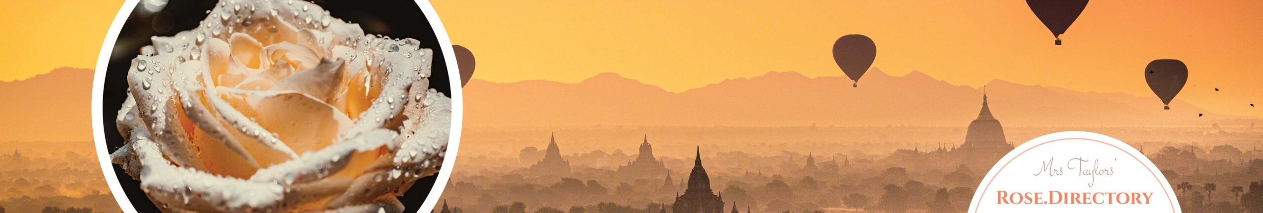 Orange sunrise across Myanmar with orange peach blush rose