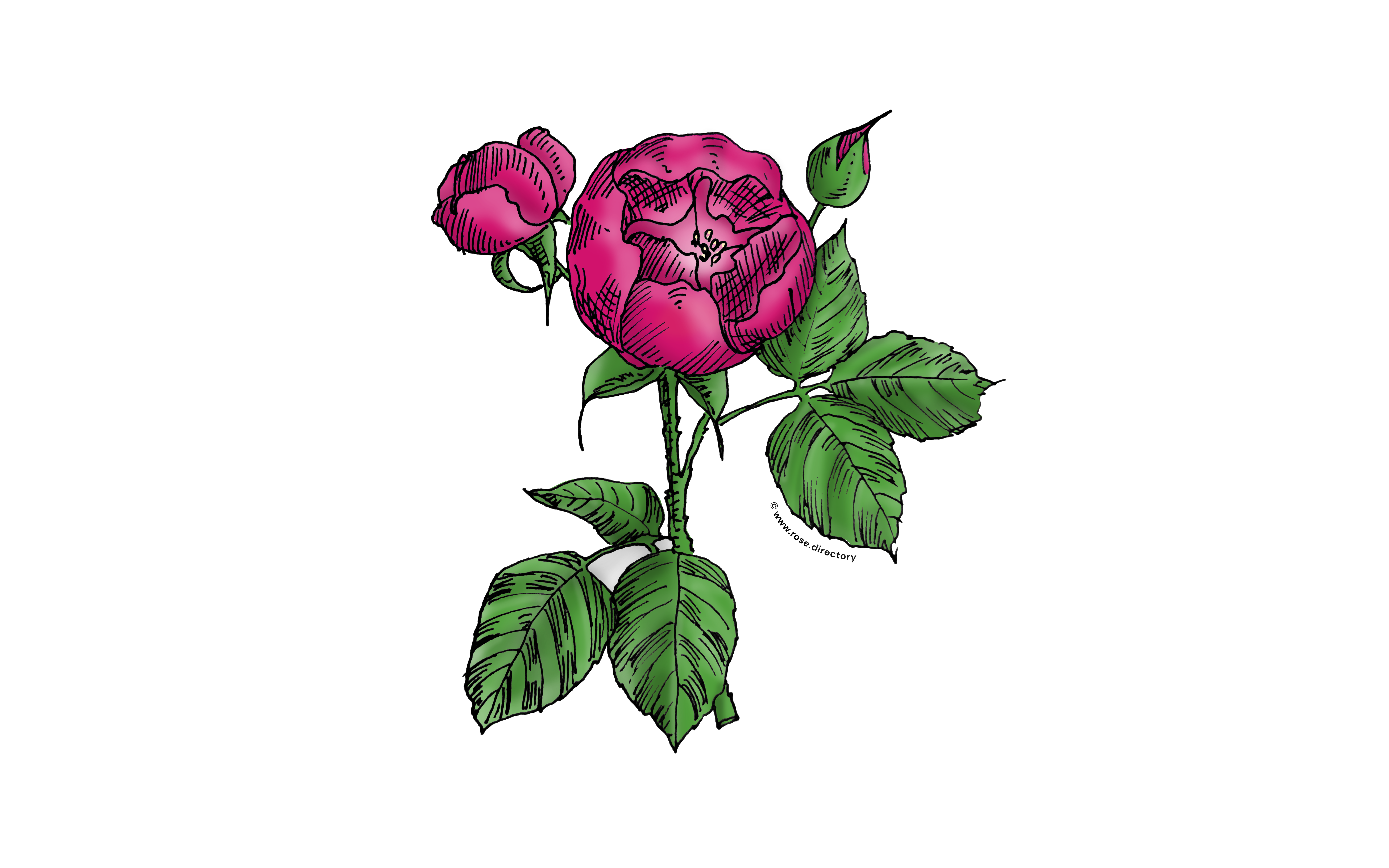 Deep Pink Globular Rose Bloom Semi-Double 8-15 Petals In 2 Rows