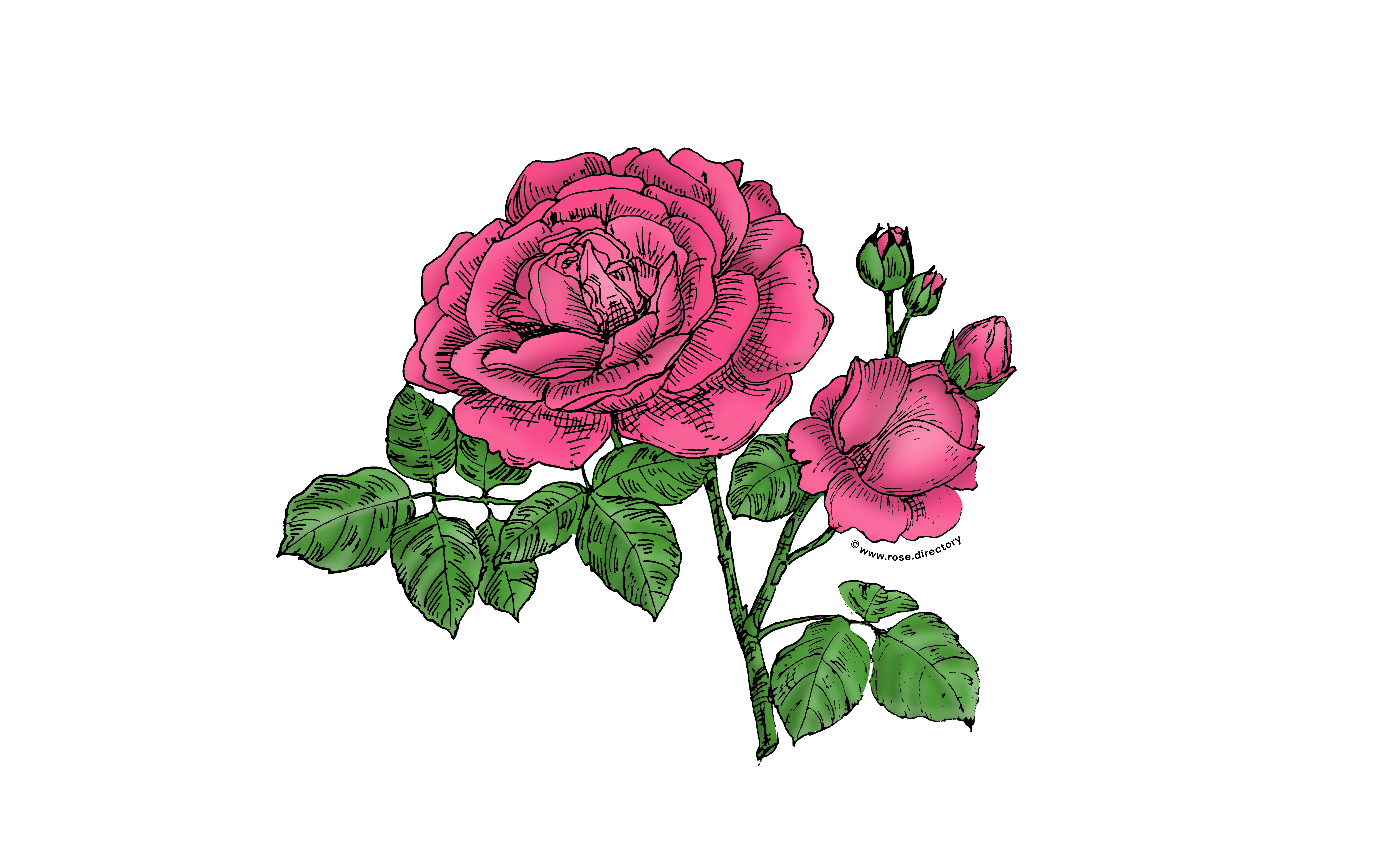 Mid Pink Globular Rose Bloom Full 26-40 Petals In 3+ Rows