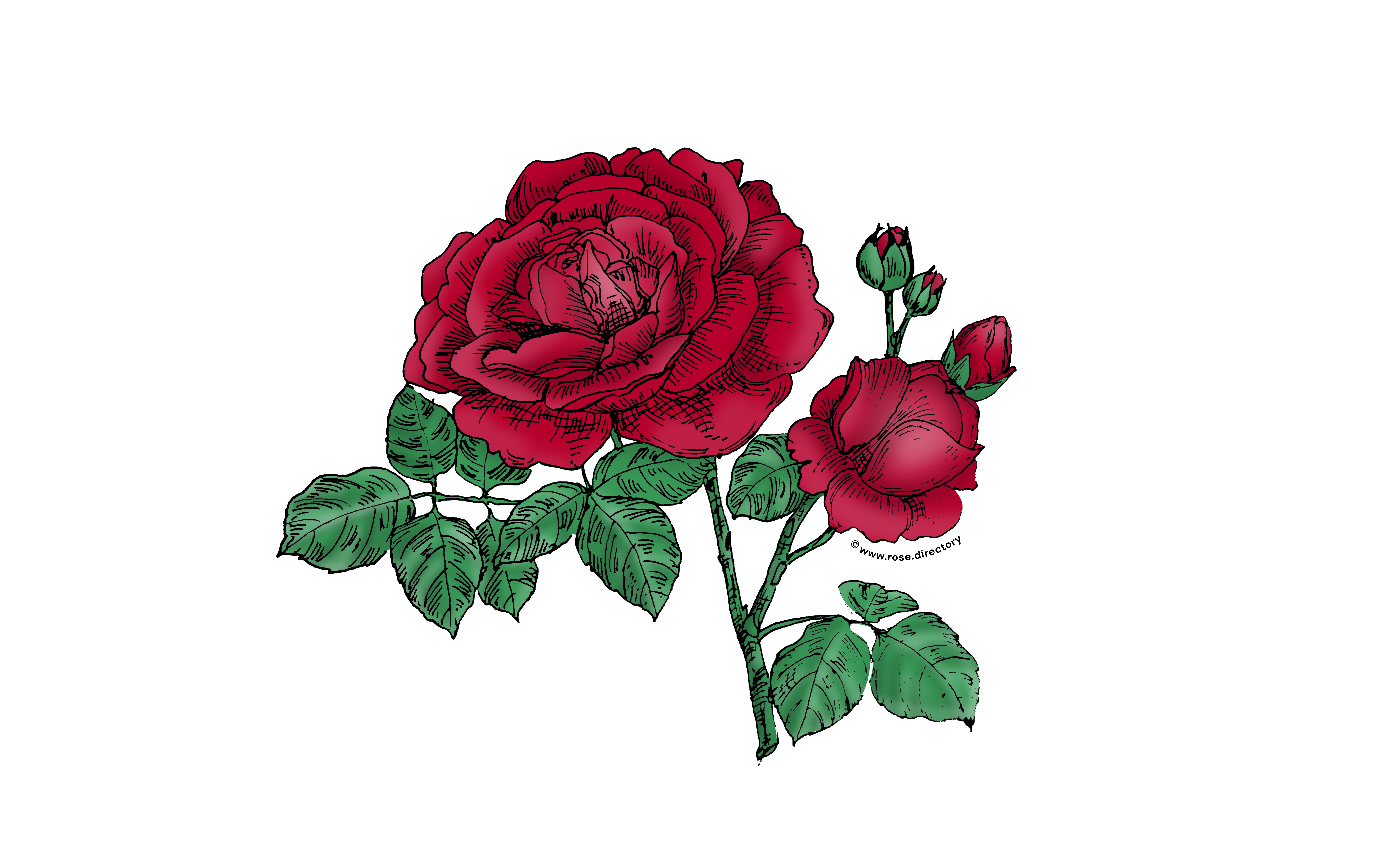 Dark Red Globular Rose Bloom Full 26-40 Petals In 3+ Rows