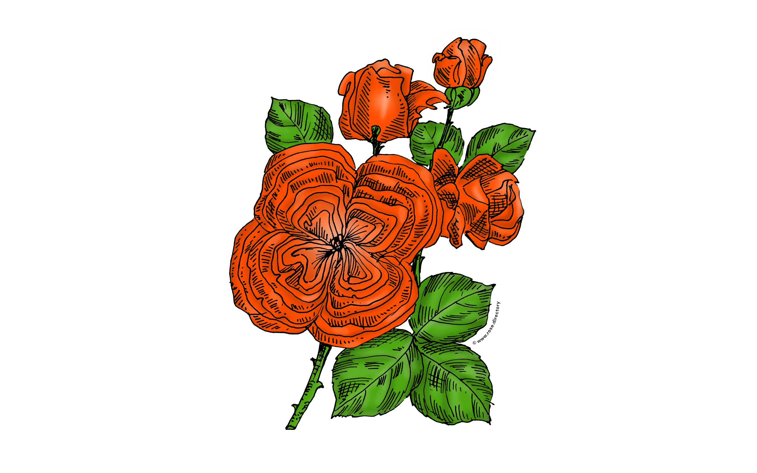 Orange Quartered Rose Bloom Full 26-40 Petals In 3+ Rows
