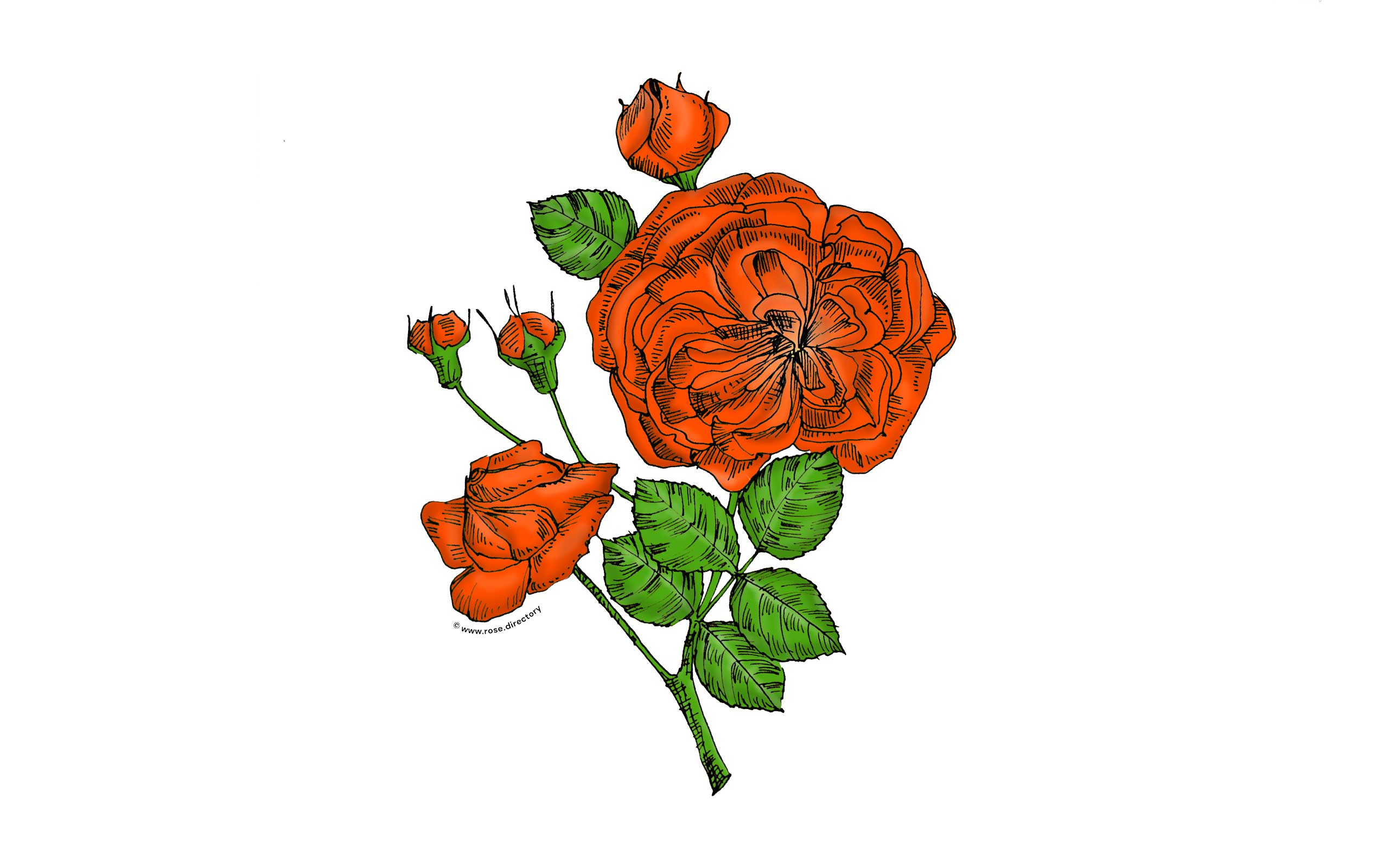 Orange Rosette Rose Bloom Semi-Double 8-15 Petals In 2 Rows