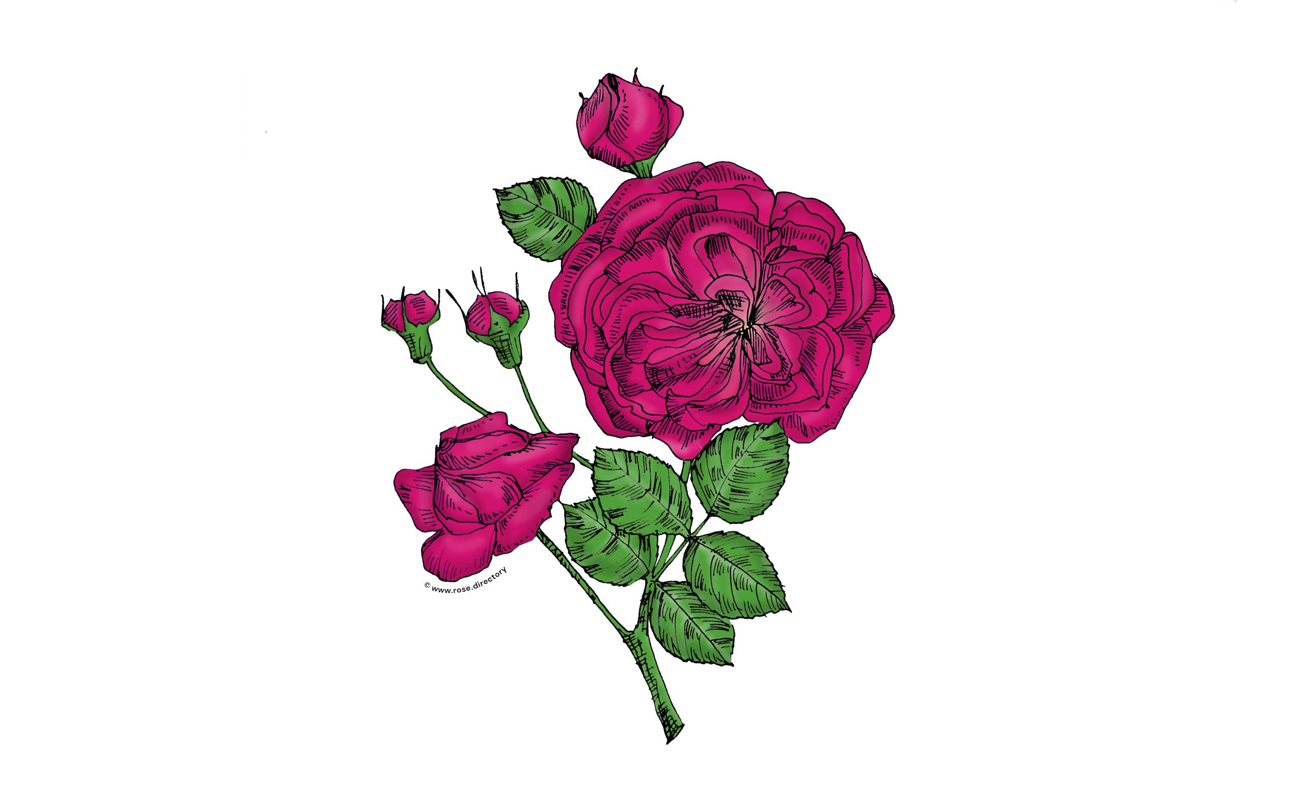 Deep Pink Rosette Rose Bloom Semi-Double 8-15 Petals In 2 Rows