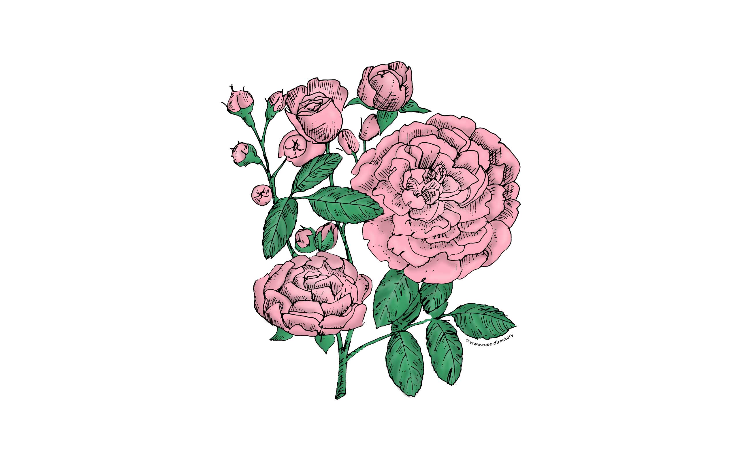 Light Pink Rosette Rose Bloom Full 26-40 Petals In 3+ Rows