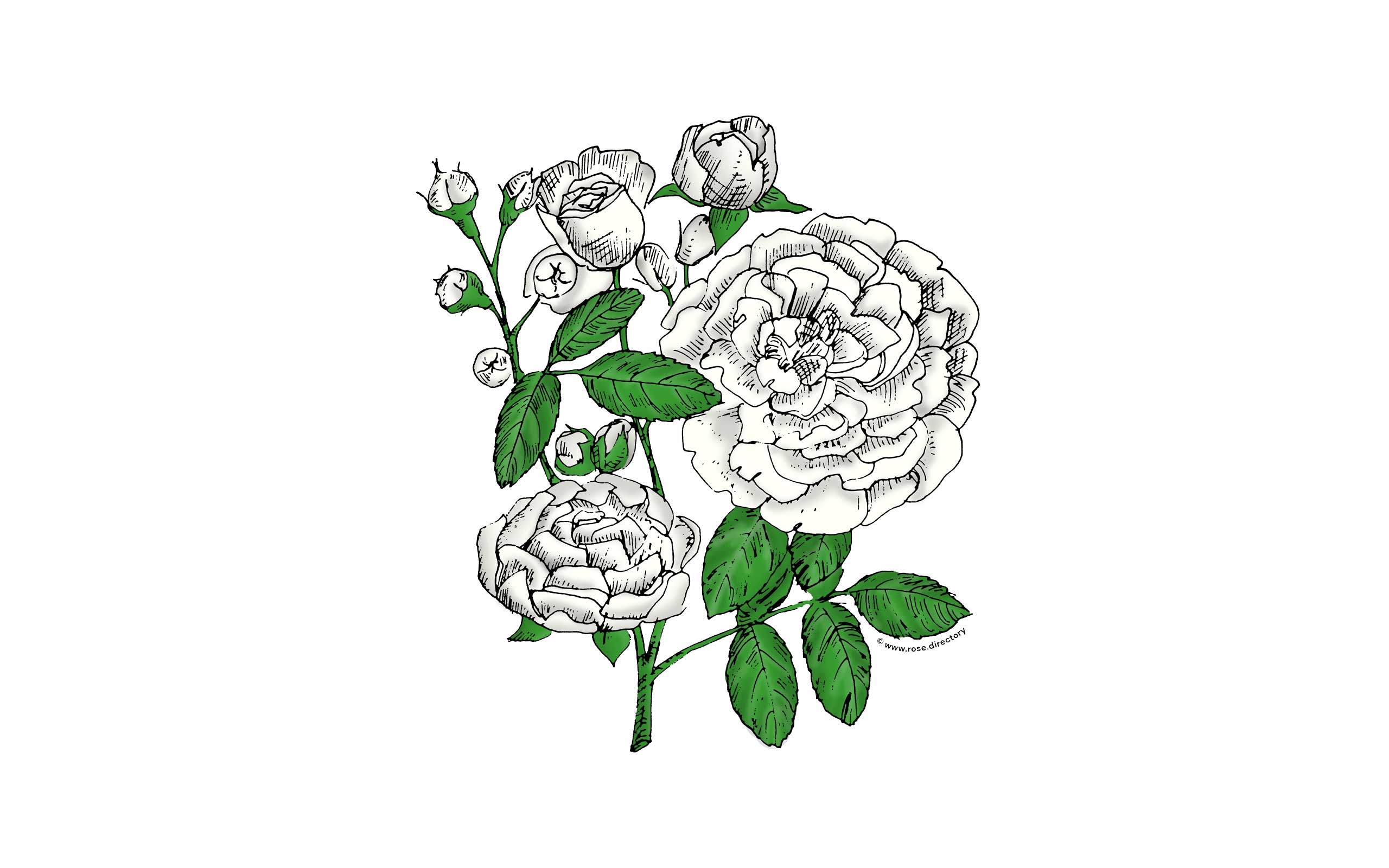 White Rosette Rose Bloom Full 26-40 Petals In 3+ Rows