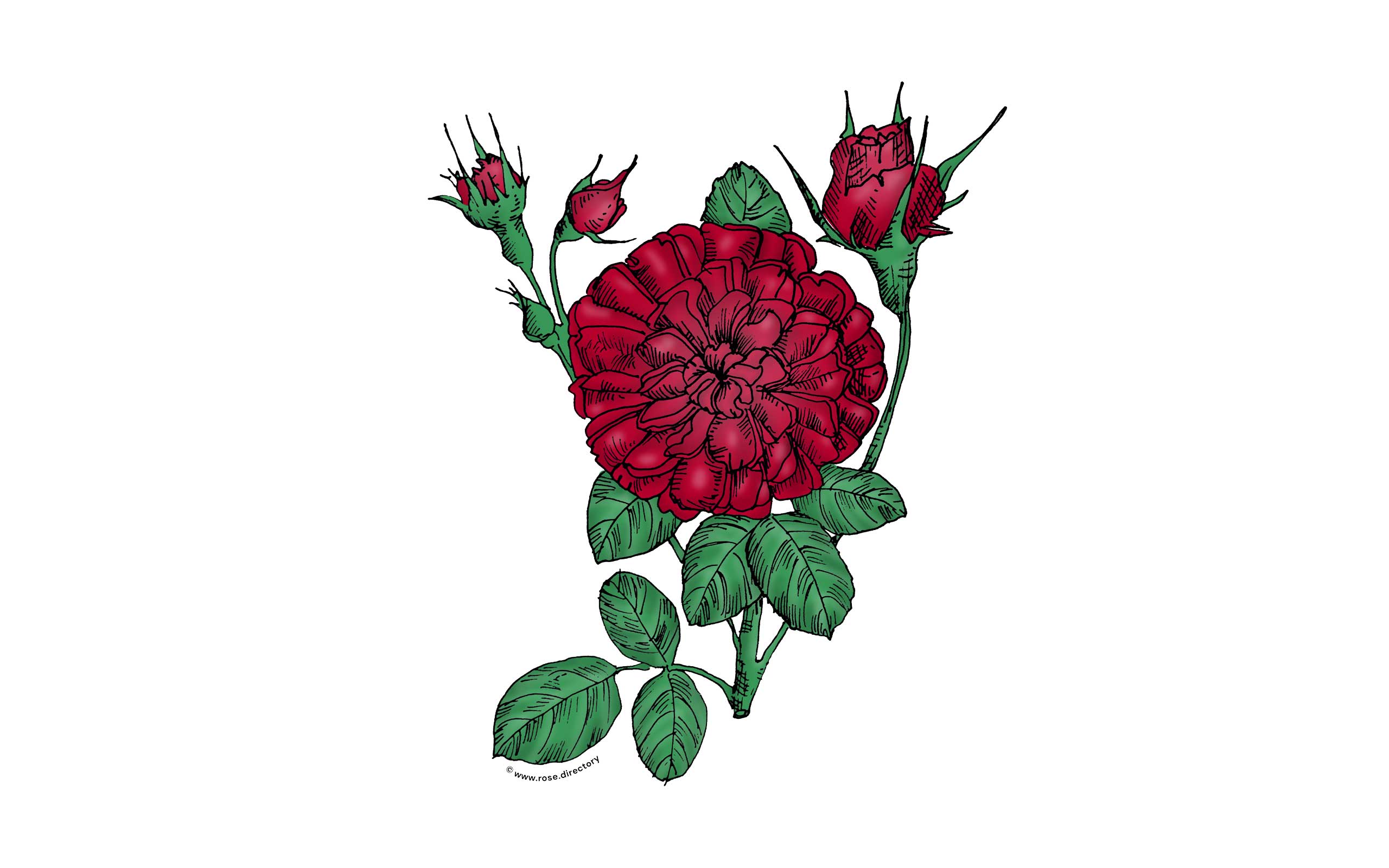 Dark Red Rosette Rose Bloom Very Full 40+ Petals In 3+ Rows
