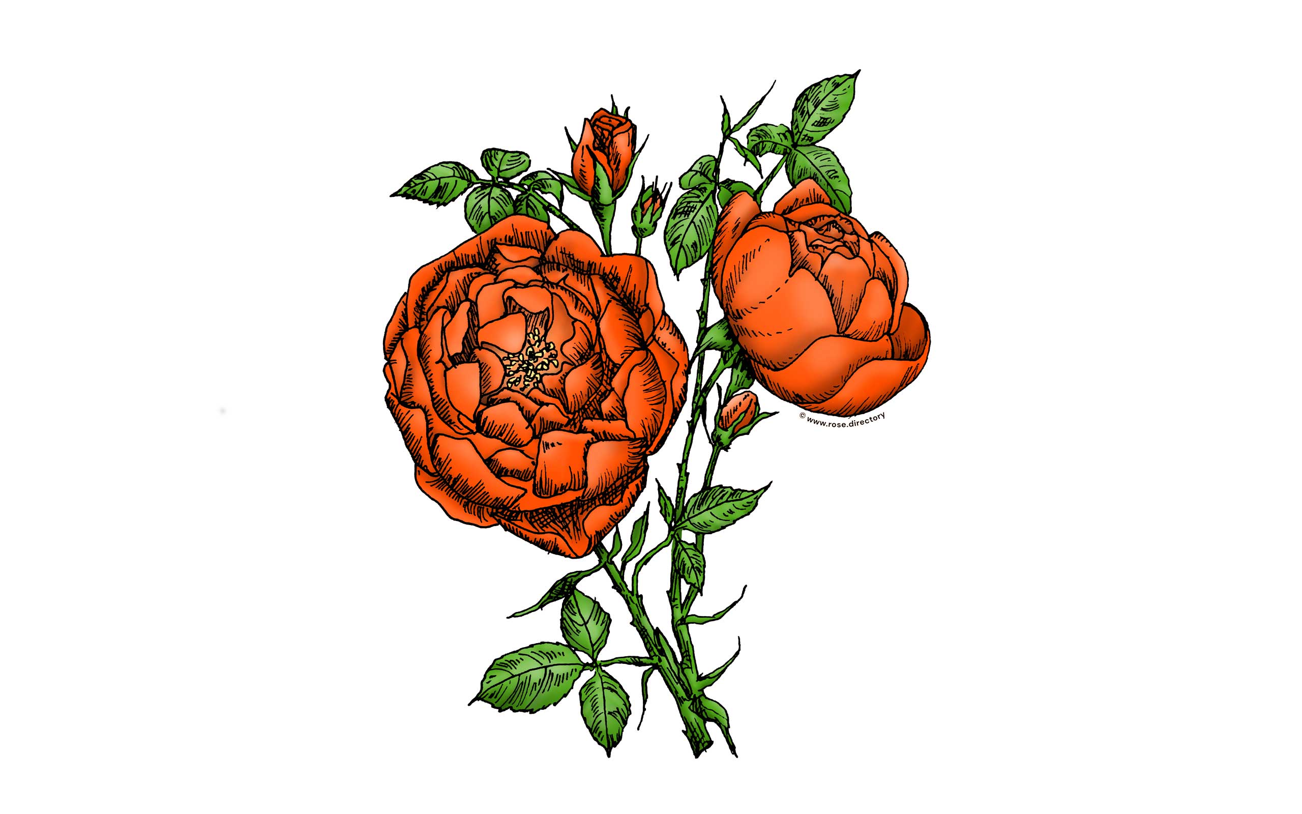 Orange Cupped Rose Bloom Full 26-40 Petals In 3+ Rows