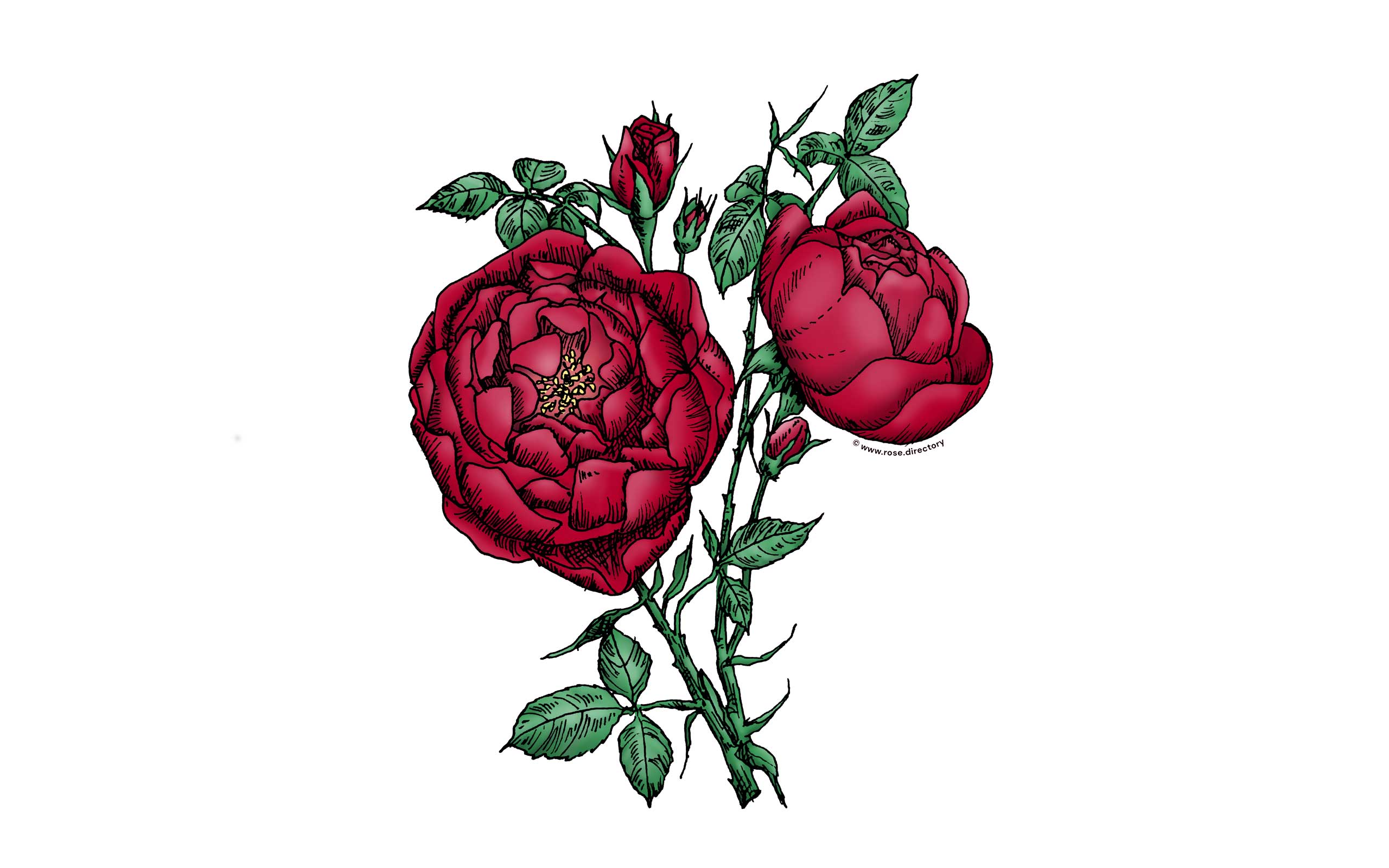 Dark Red Cupped Rose Bloom Full 26-40 Petals In 3+ Rows
