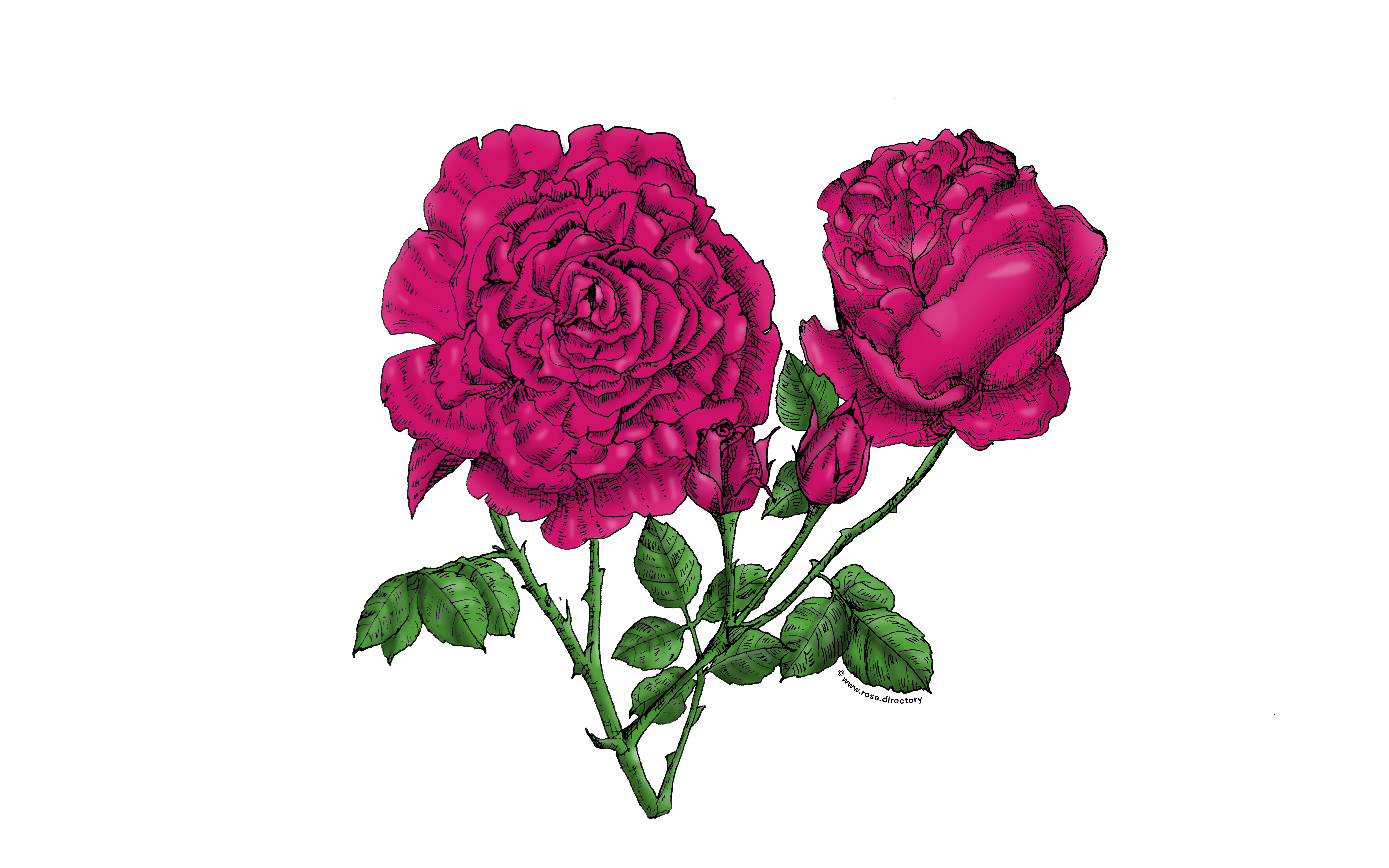 Deep Pink Cupped Rose Bloom Very Full 40+ Petals In 3+ Rows