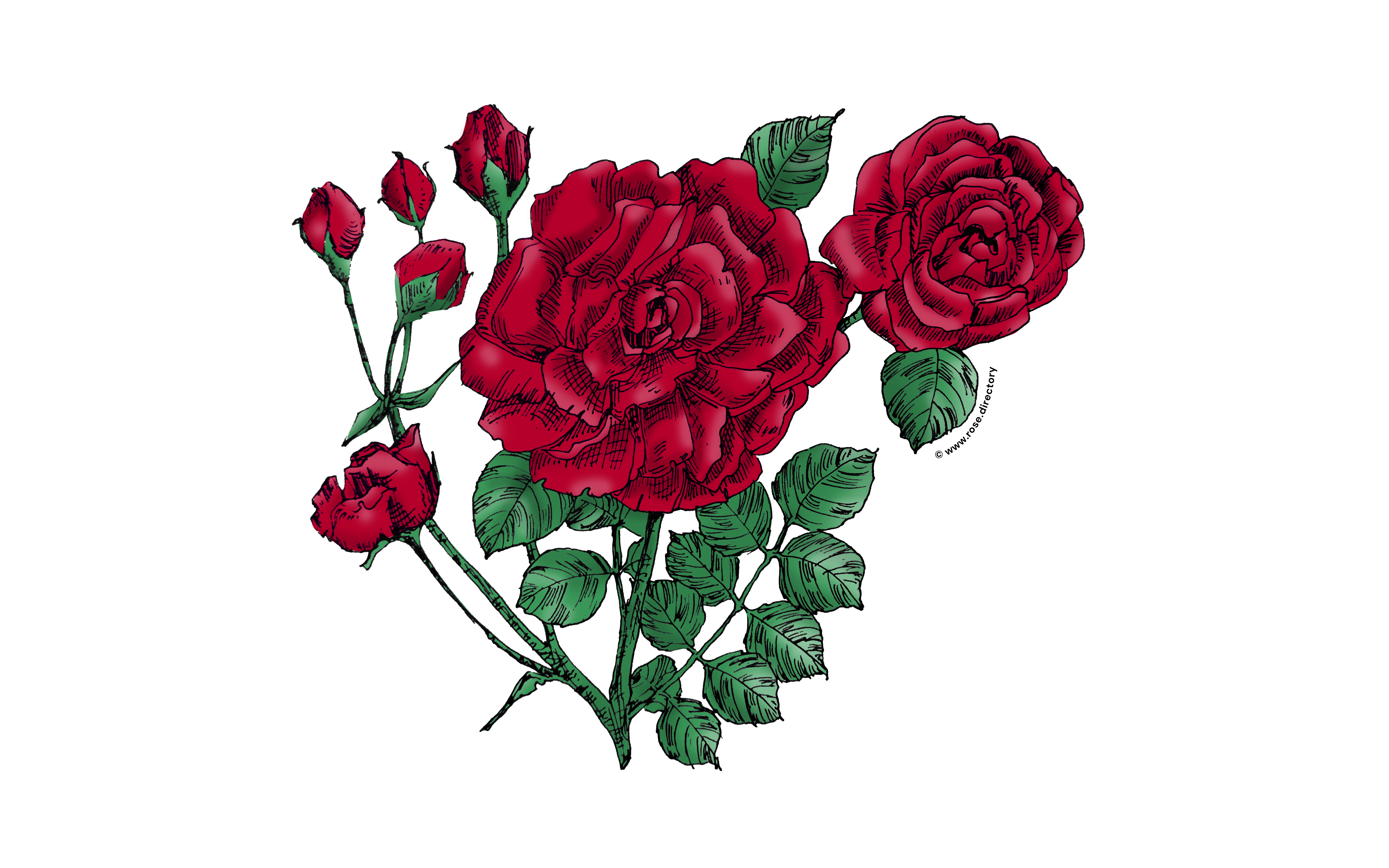 Dark Red Flat Rose Bloom Double 16-25 Petals In 3+ Rows
