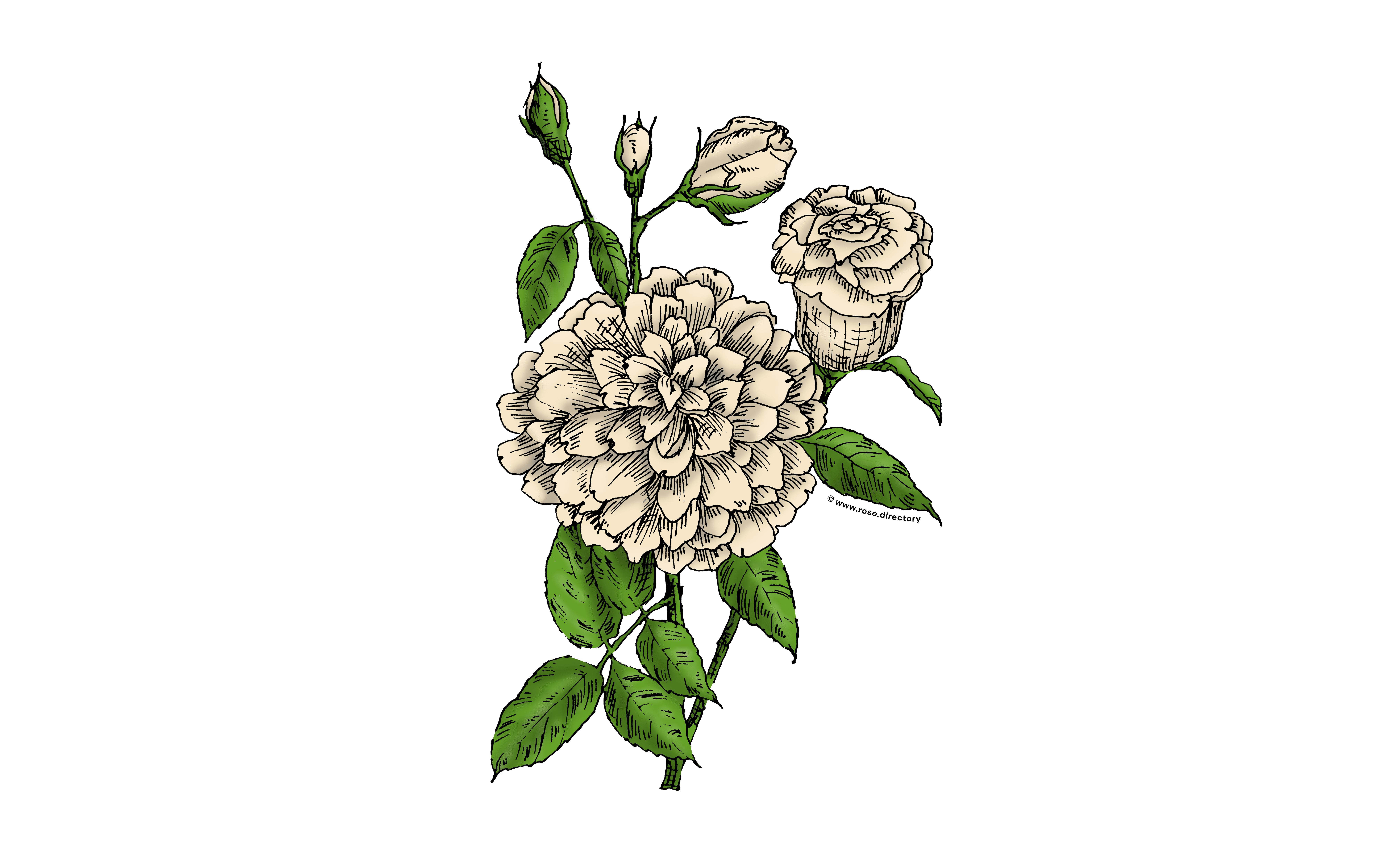 Cream Flat Rose Bloom Full 26-40 Petals In 3+ Rows