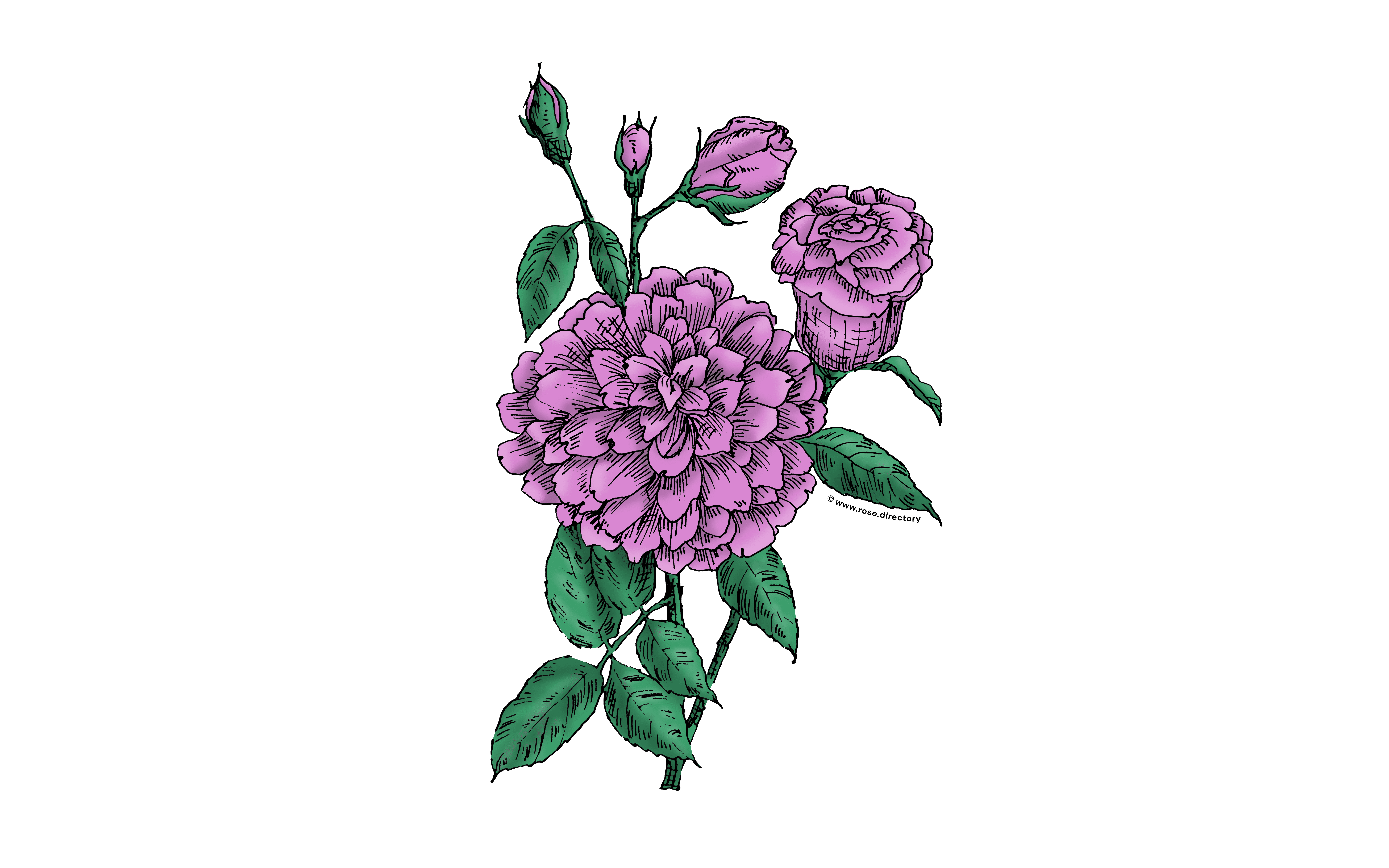 Purple Flat Rose Bloom Full 26-40 Petals In 3+ Rows