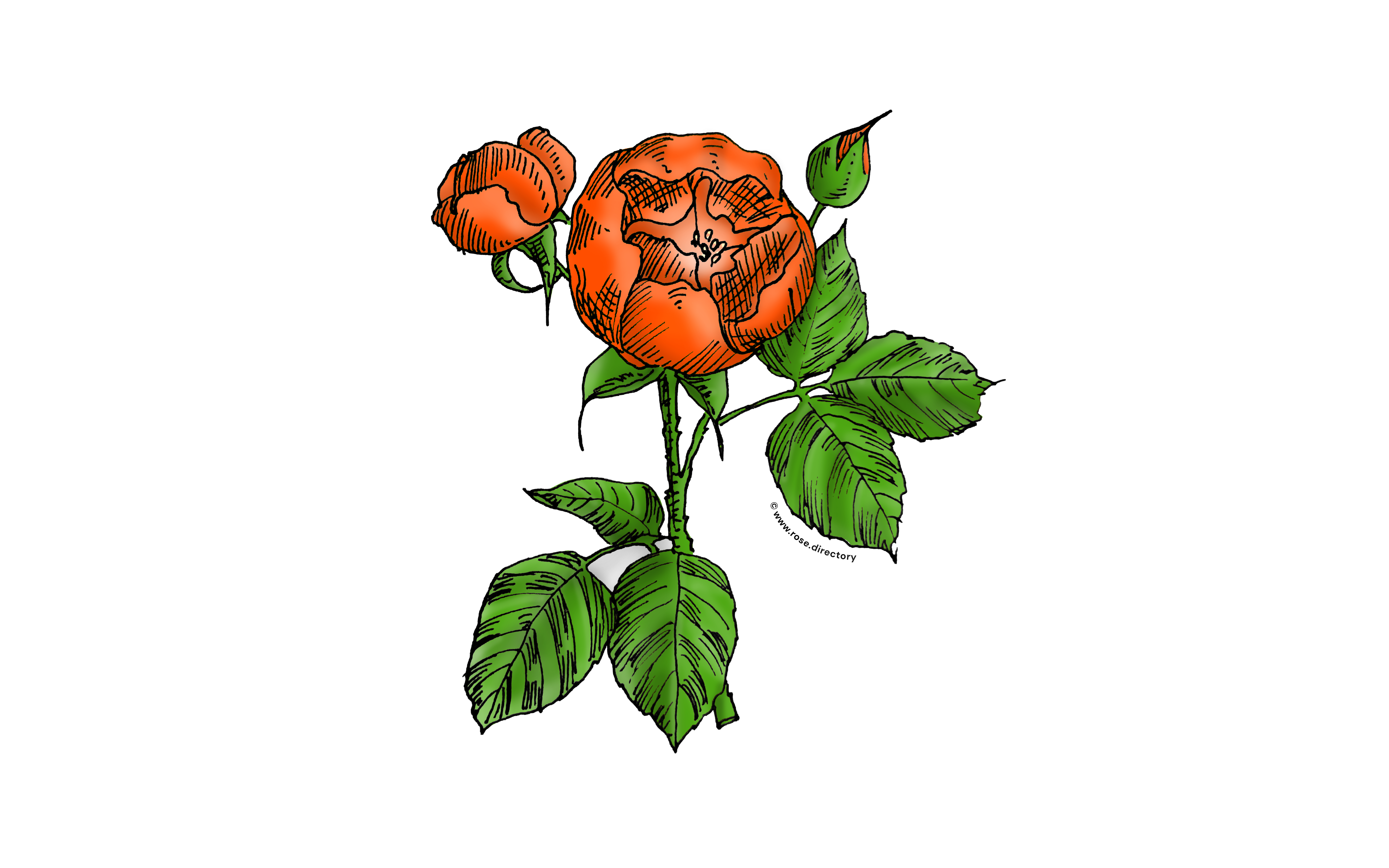 Orange Globular Rose Bloom Semi-Double 8-15 Petals In 2 Rows