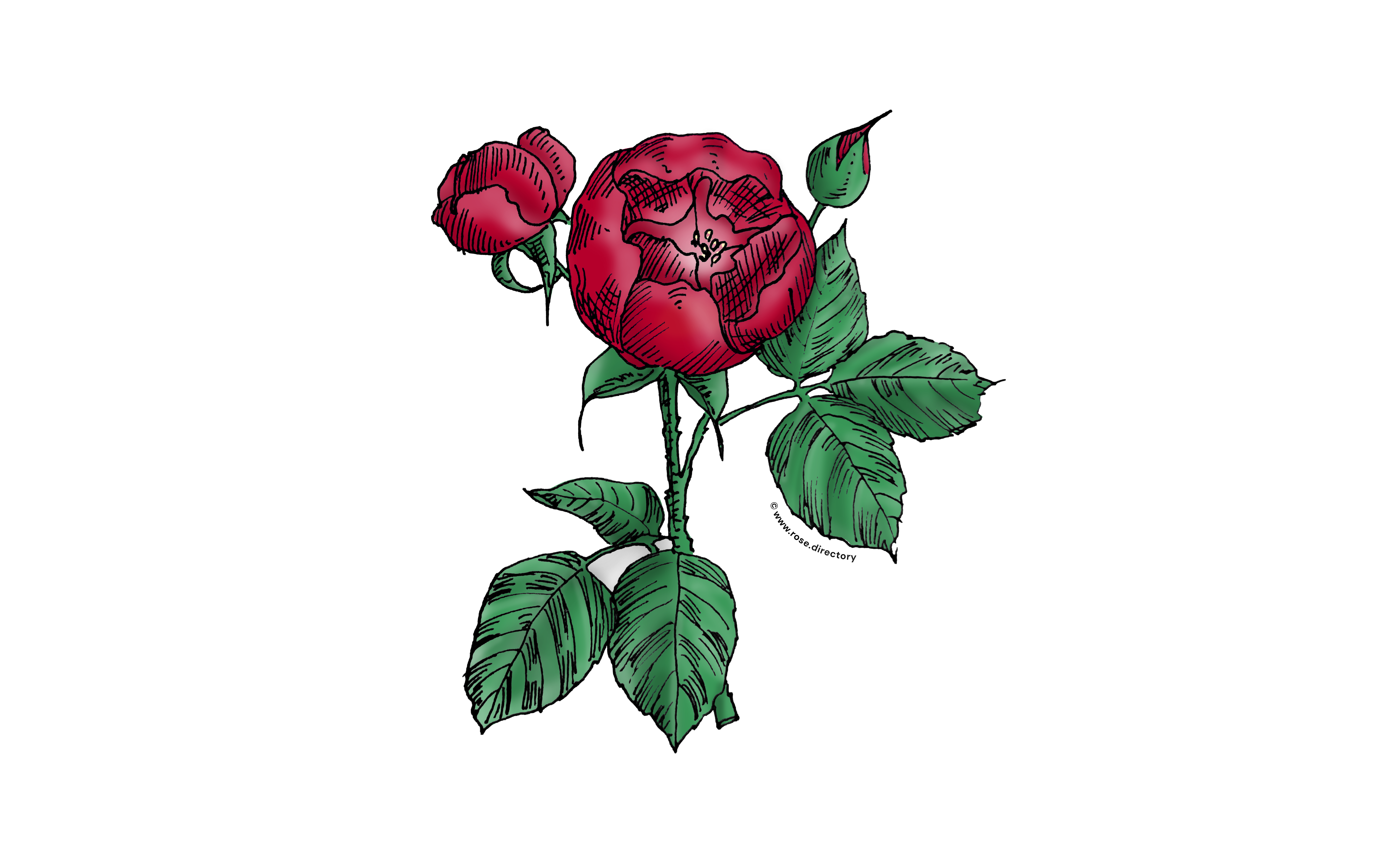 Dark Red Globular Rose Bloom Semi-Double 8-15 Petals In 2 Rows