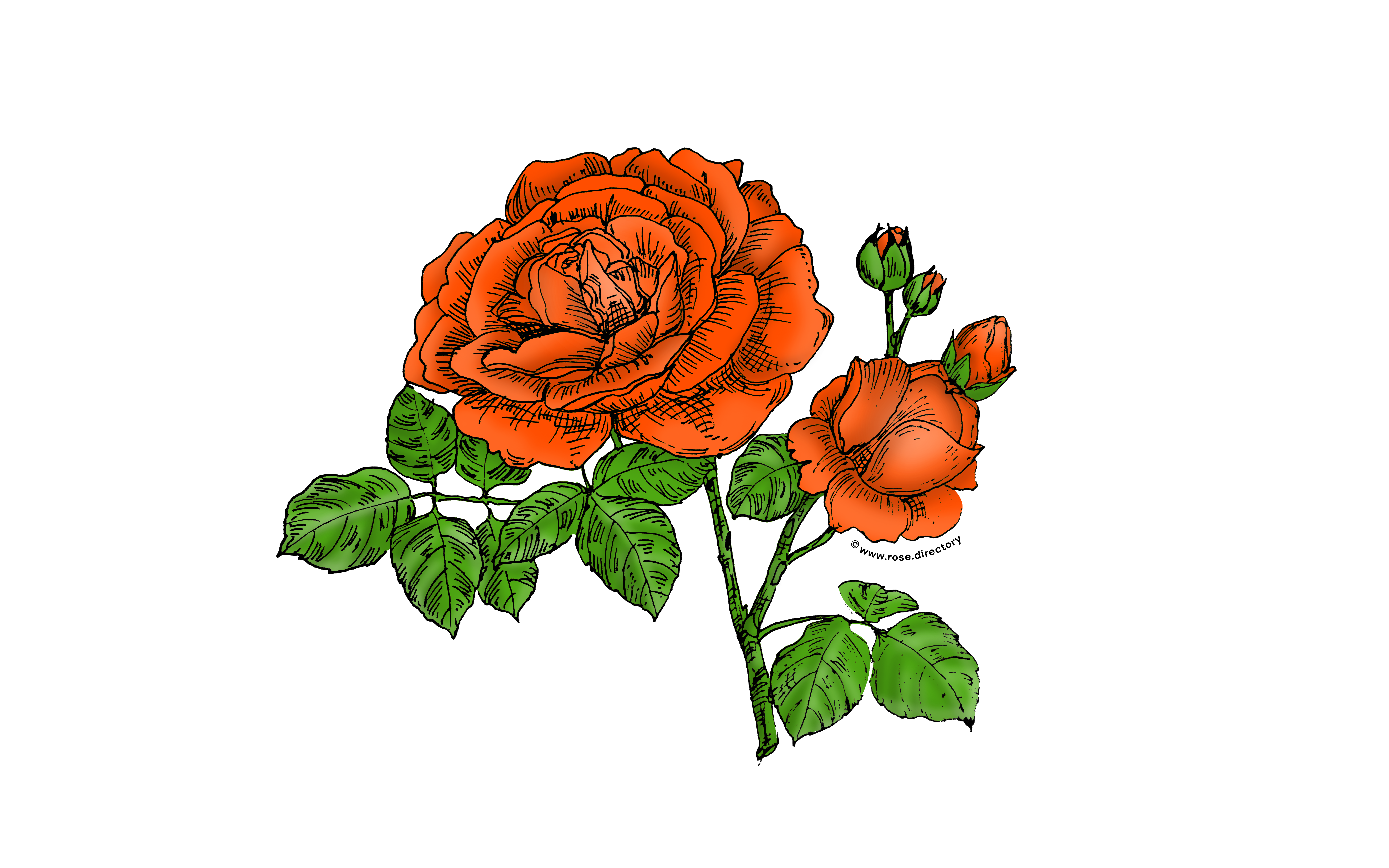Orange Globular Rose Bloom Full 26-40 Petals In 3+ Rows