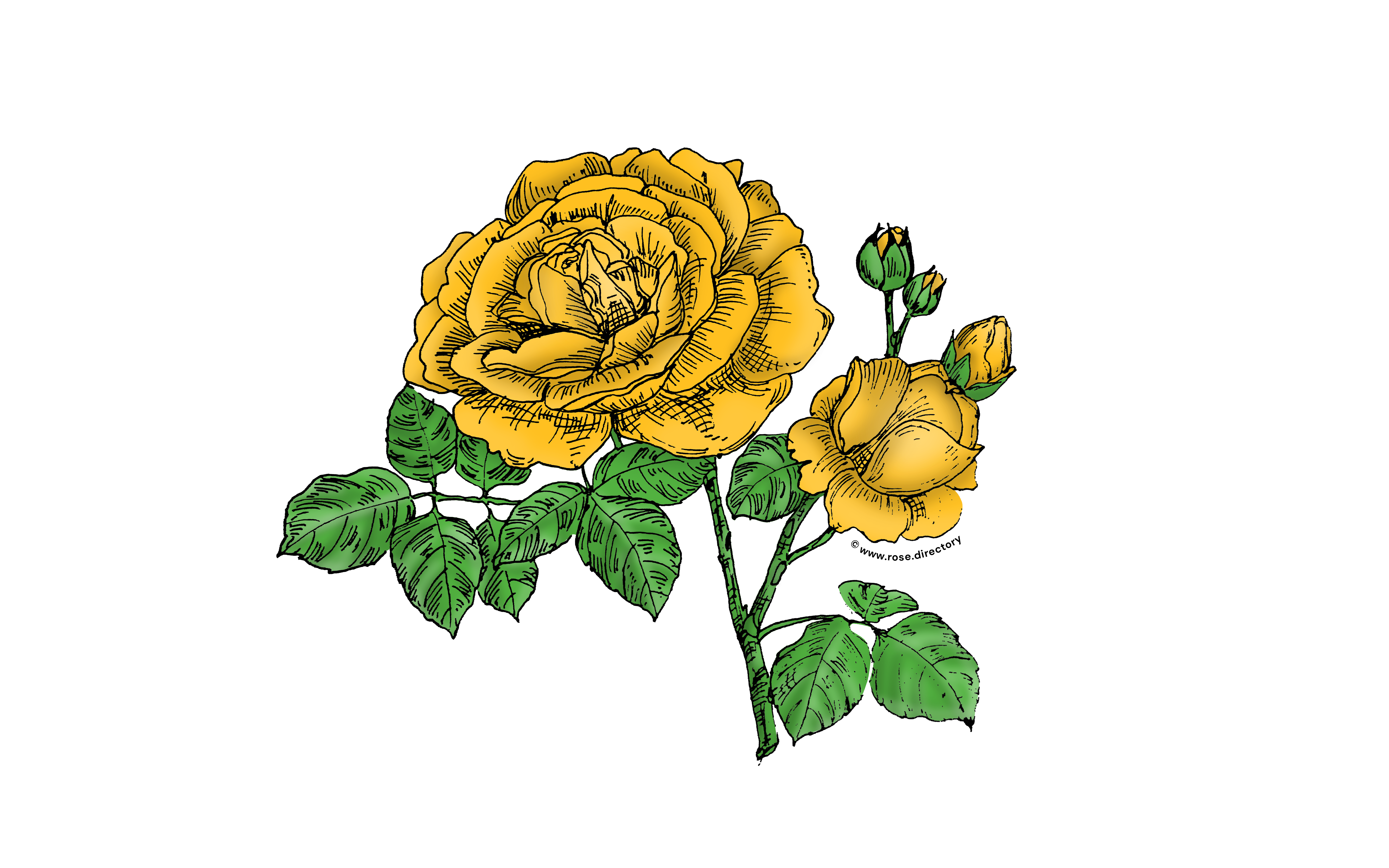Yellow Globular Rose Bloom Full 26-40 Petals In 3+ Rows