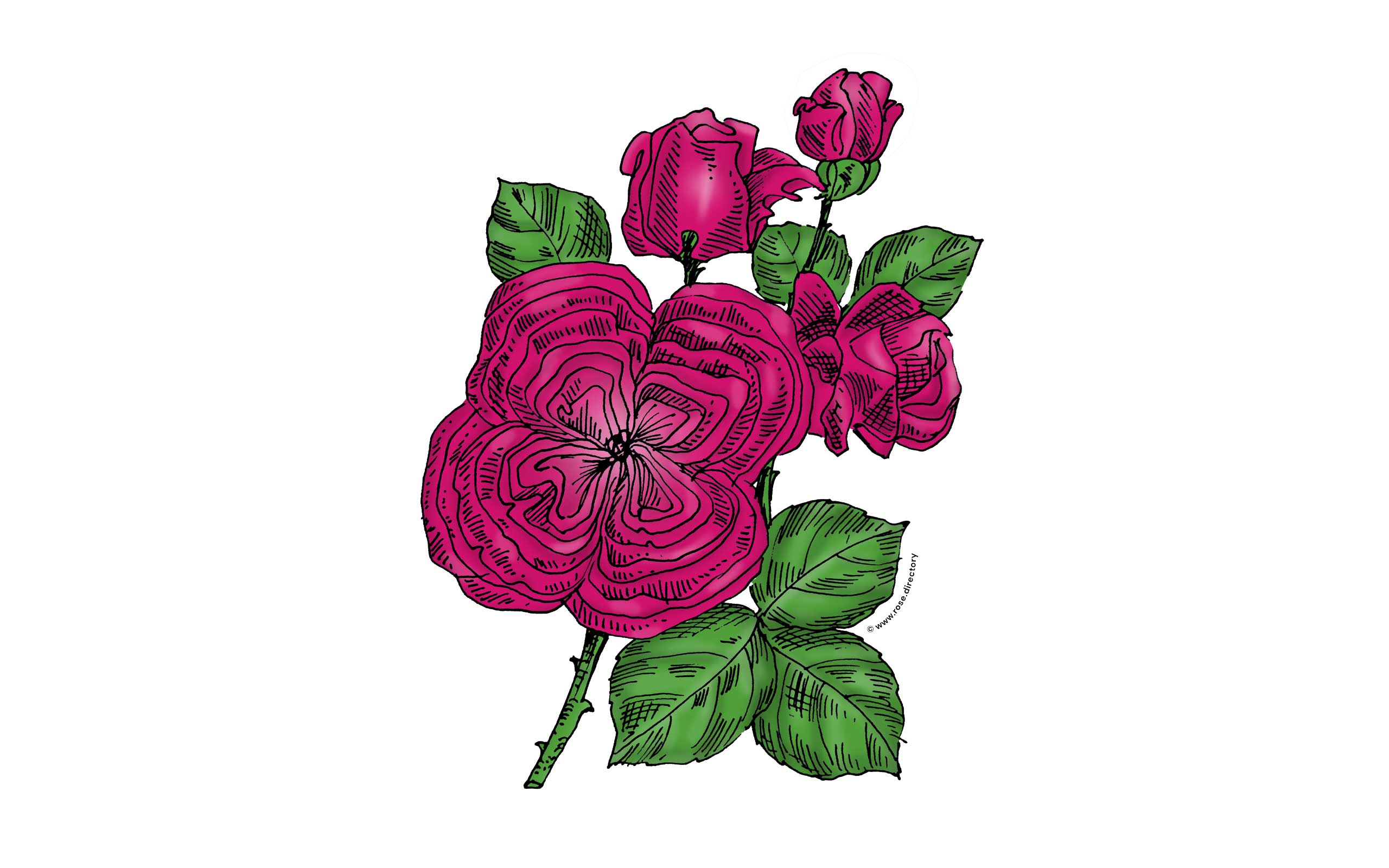 Deep Pink Quartered Rose Bloom Full 26-40 Petals In 3+ Rows