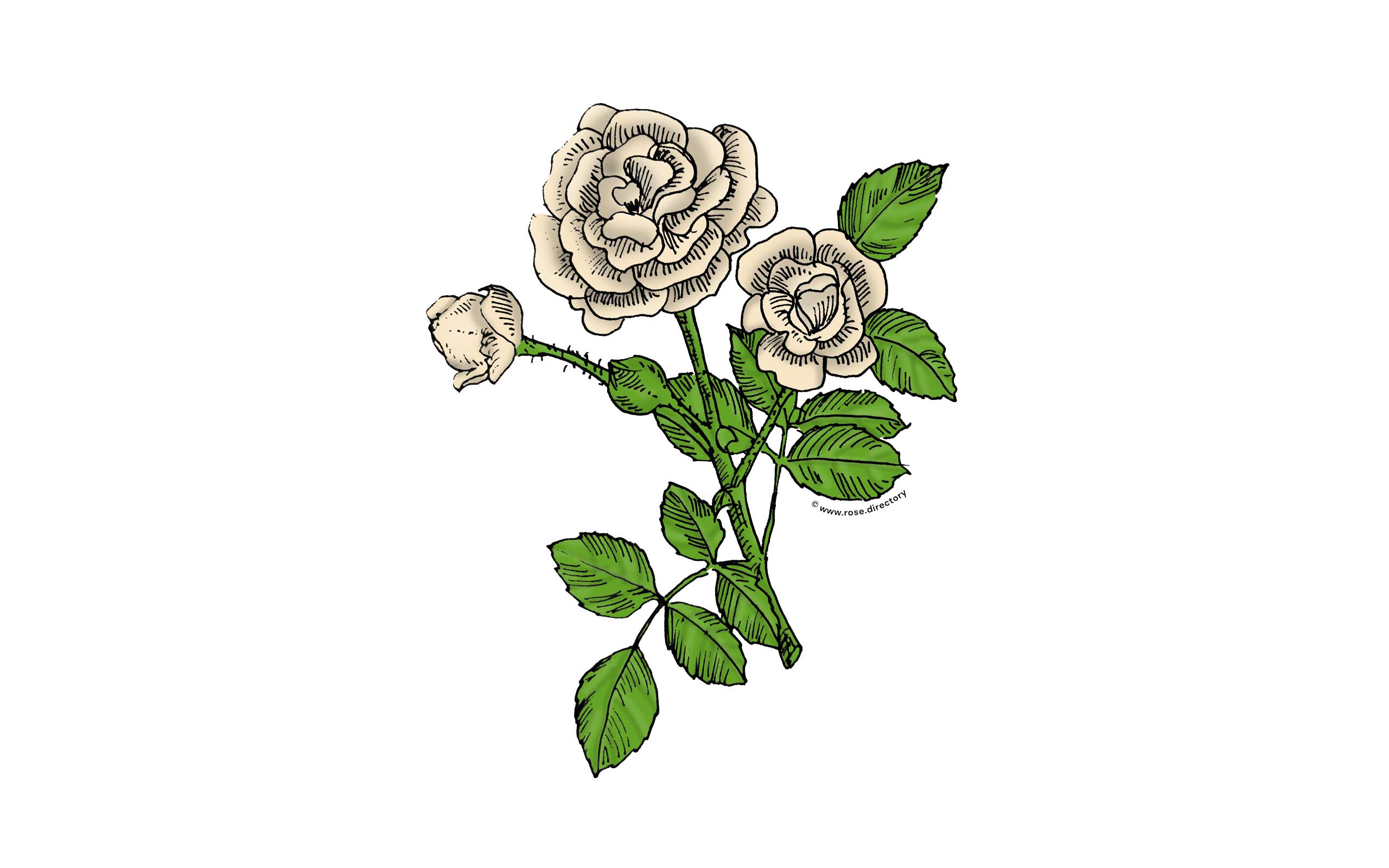 Cream Rosette Rose Bloom Double 16-25 Petals In 3+ Rows