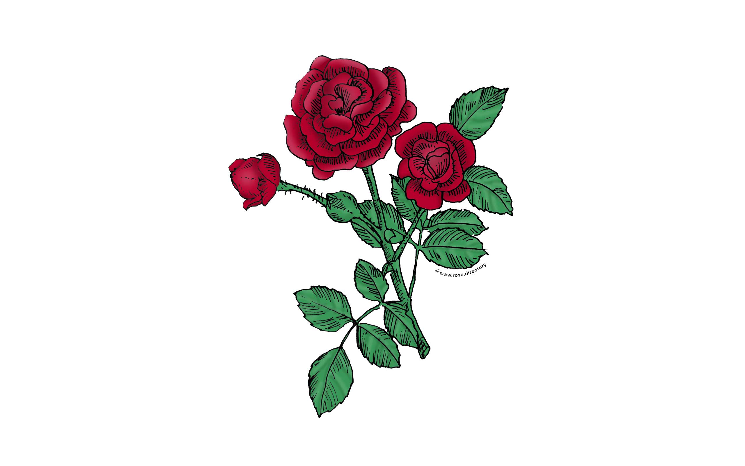 Dark Red Rosette Rose Bloom Double 16-25 Petals In 3+ Rows