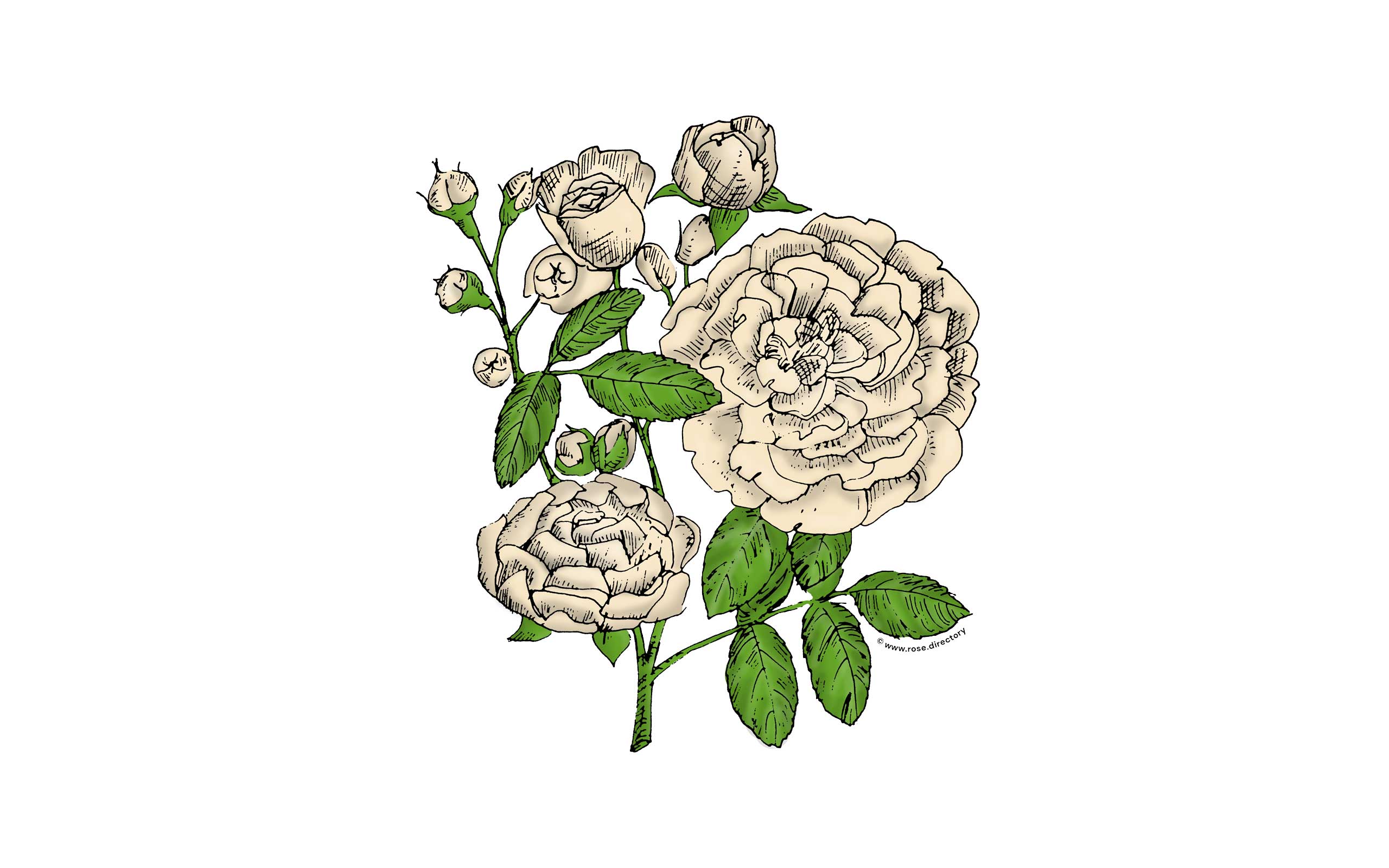 Cream Rosette Rose Bloom Full 26-40 Petals In 3+ Rows