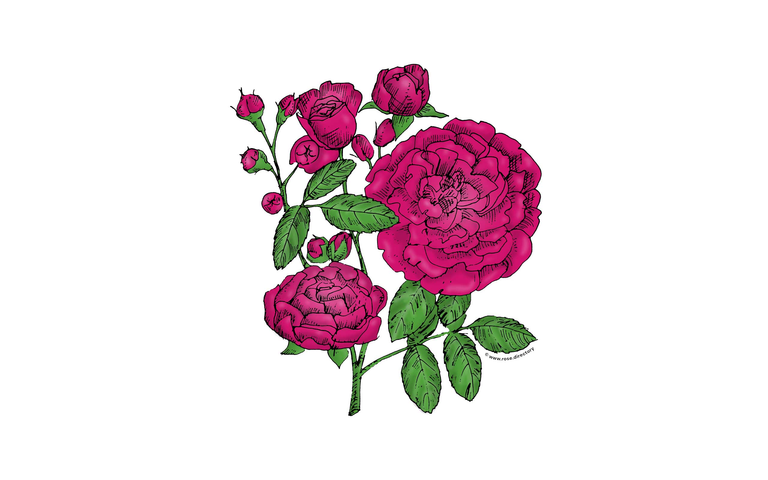 Deep Pink Rosette Rose Bloom Full 26-40 Petals In 3+ Rows