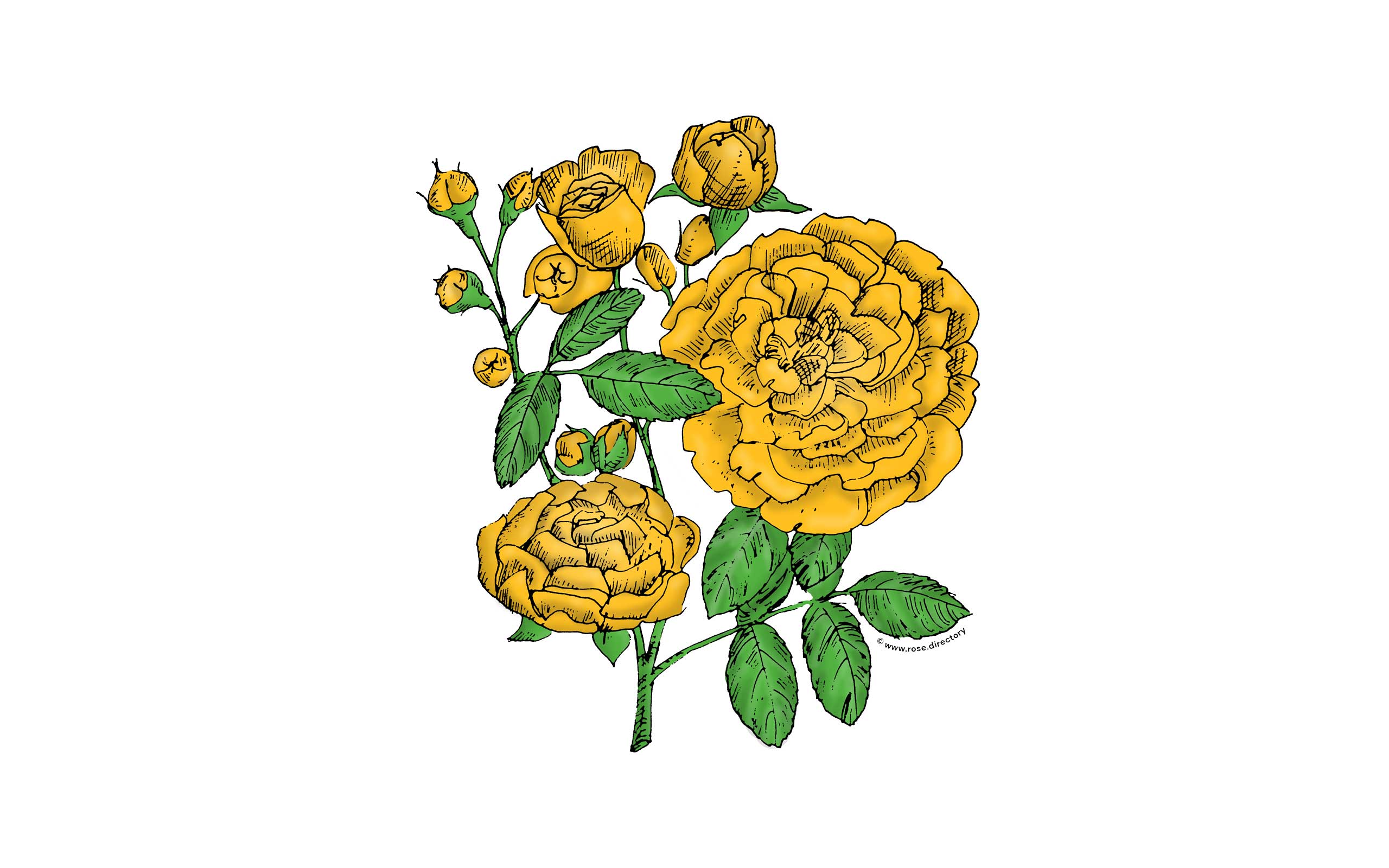 Yellow Rosette Rose Bloom Full 26-40 Petals In 3+ Rows