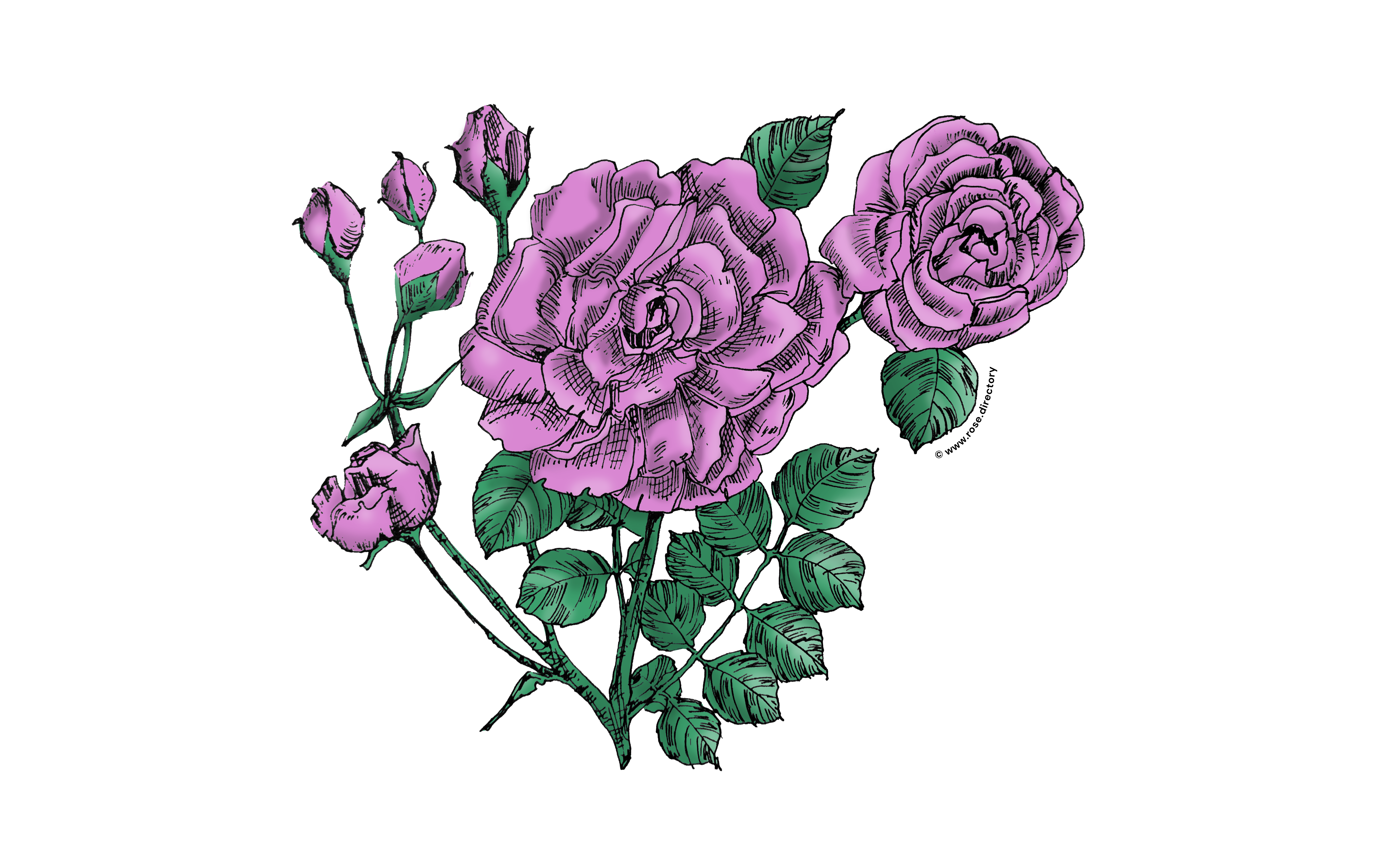 Purple Flat Rose Bloom Double 16-25 Petals In 3+ Rows