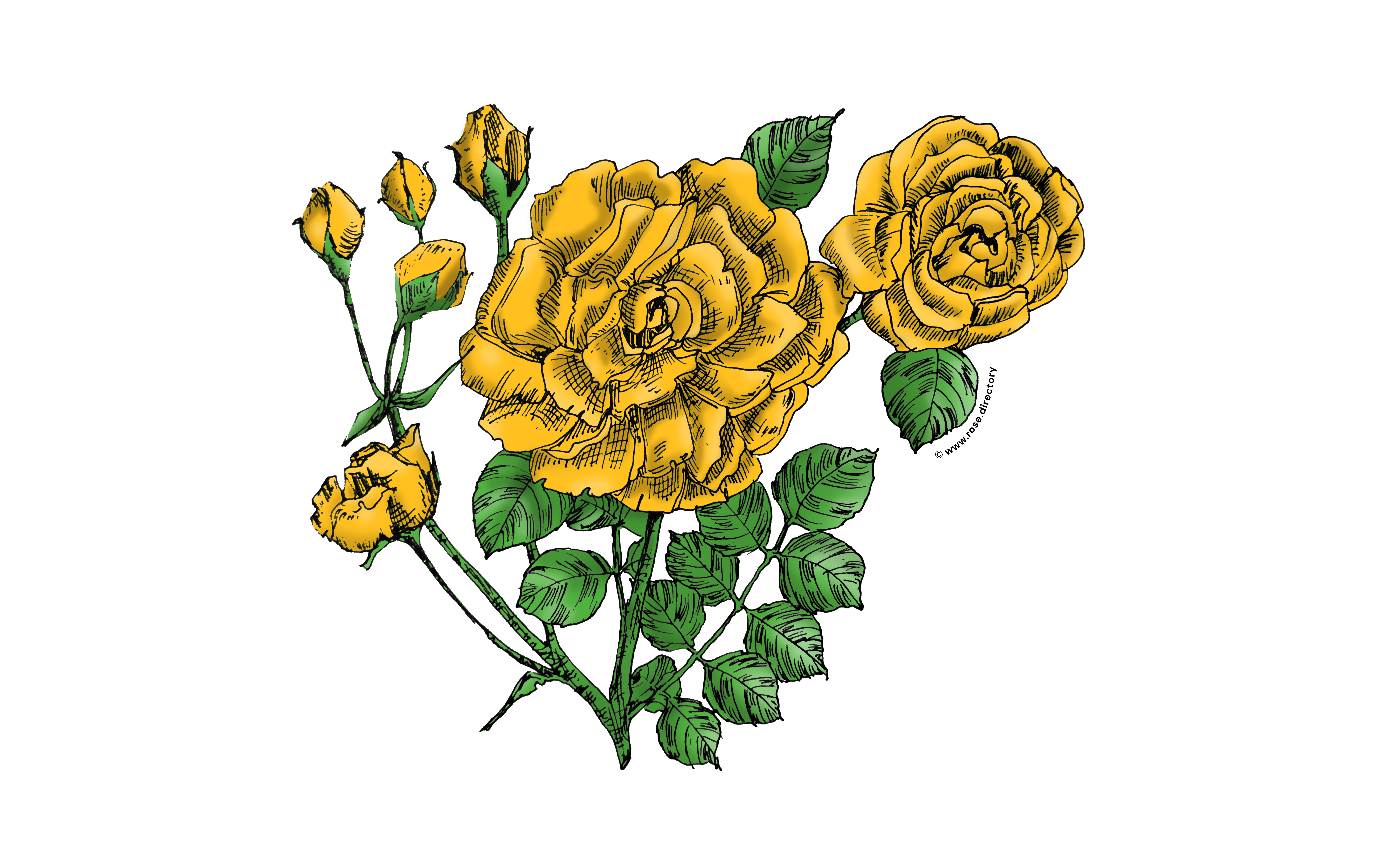 Yellow Flat Rose Bloom Double 16-25 Petals In 3+ Rows