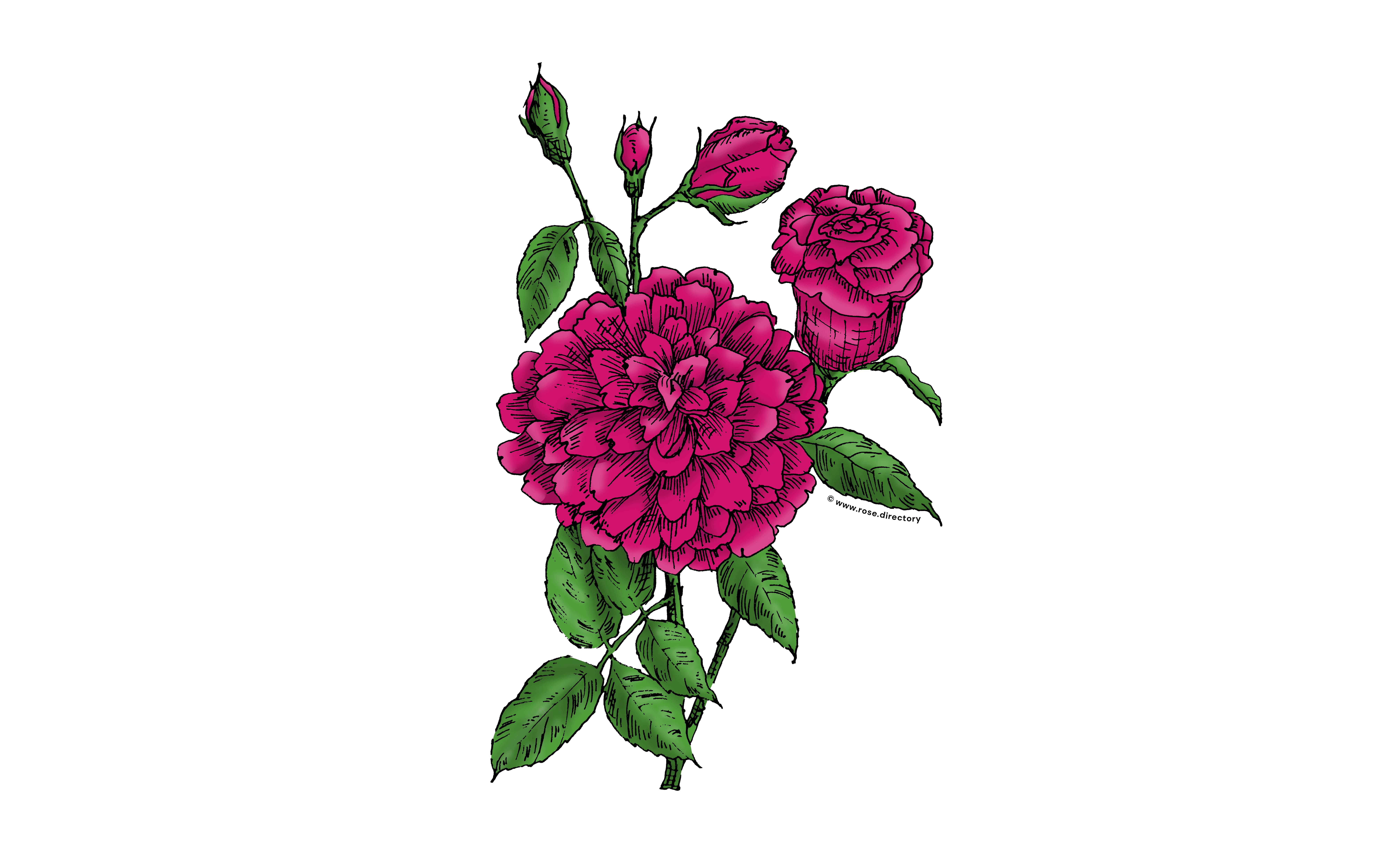 Deep Pink Flat Rose Bloom Full 26-40 Petals In 3+ Rows
