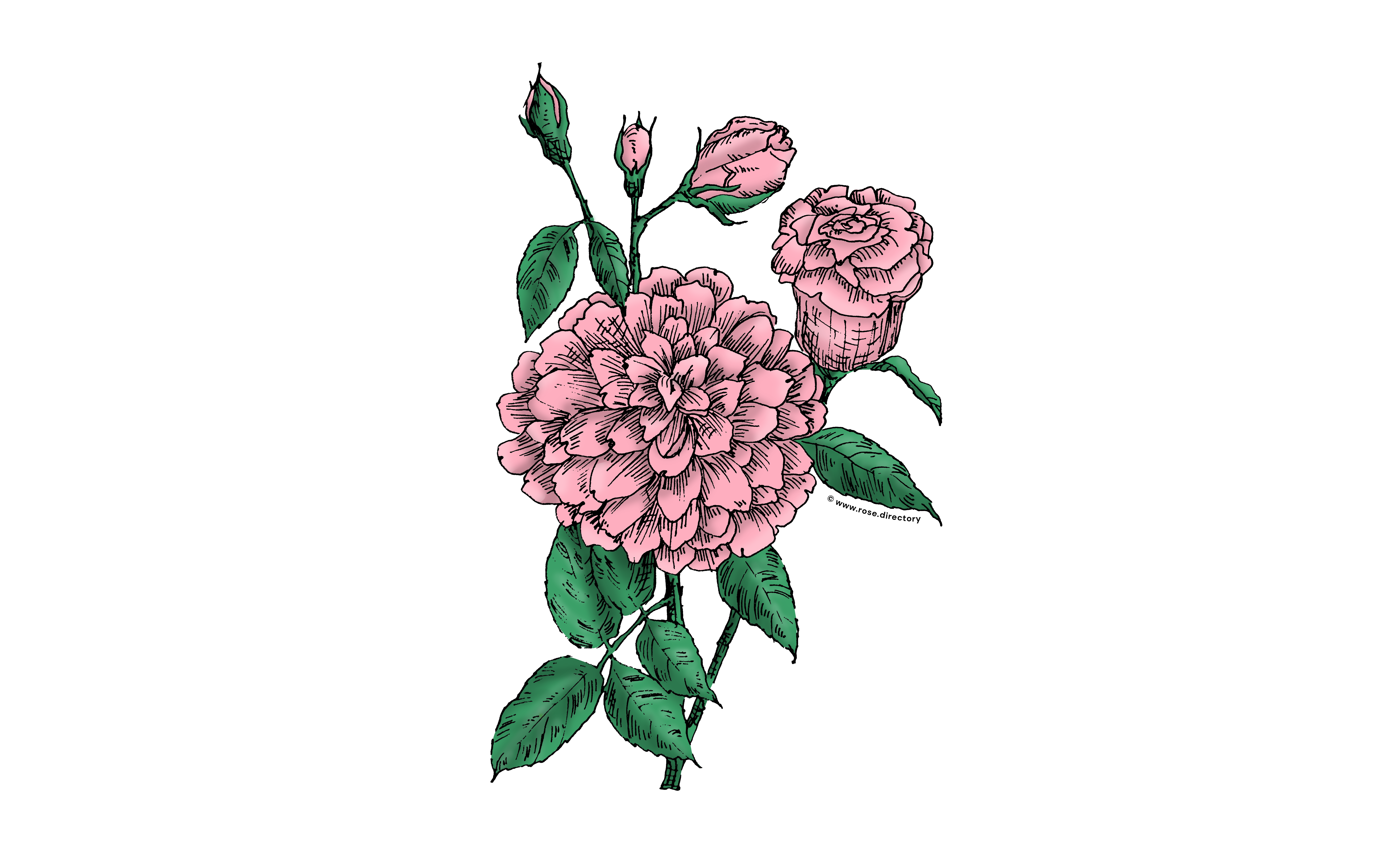 Light Pink Flat Rose Bloom Full 26-40 Petals In 3+ Rows