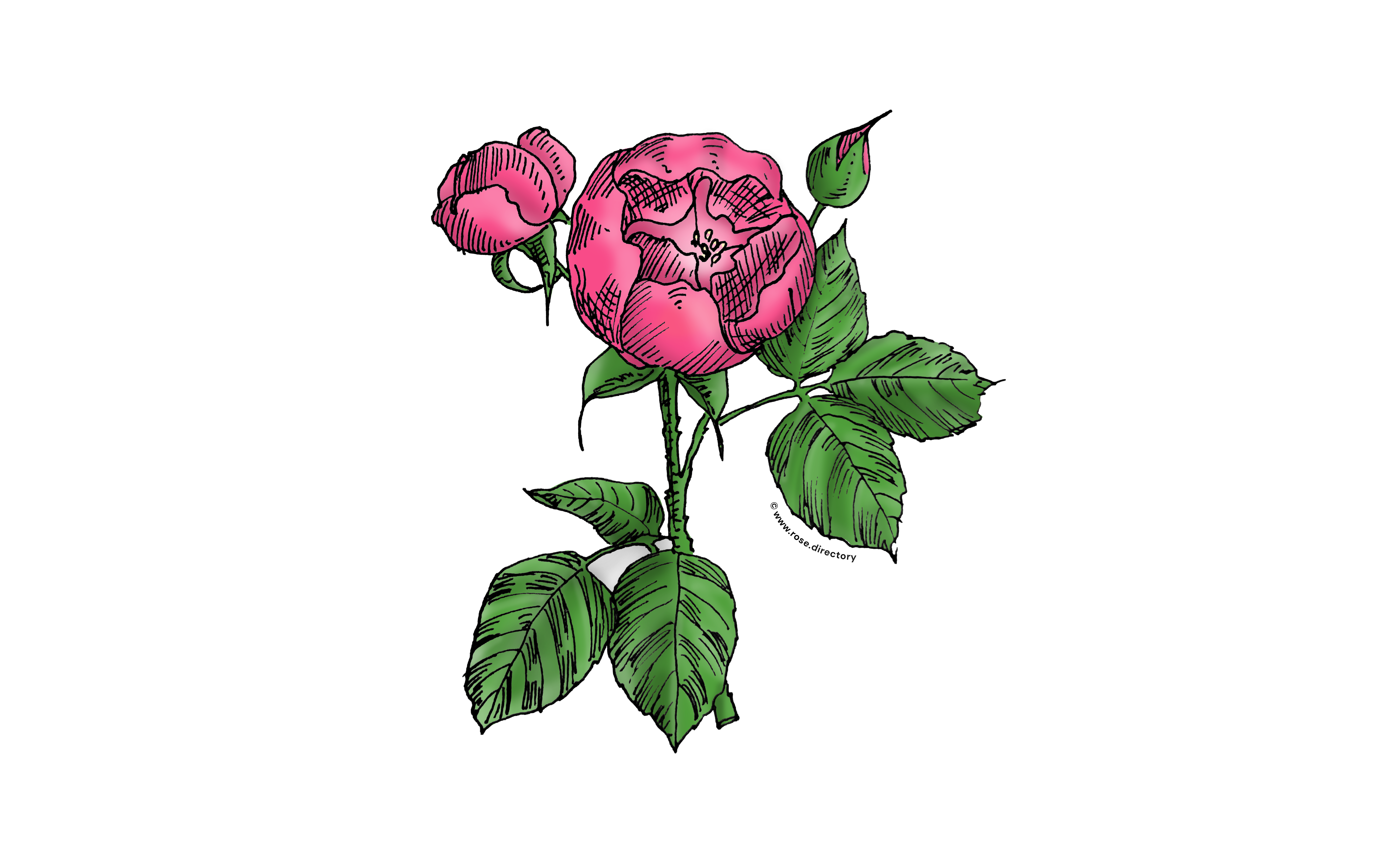 Mid Pink Globular Rose Bloom Semi-Double 8-15 Petals In 2 Rows