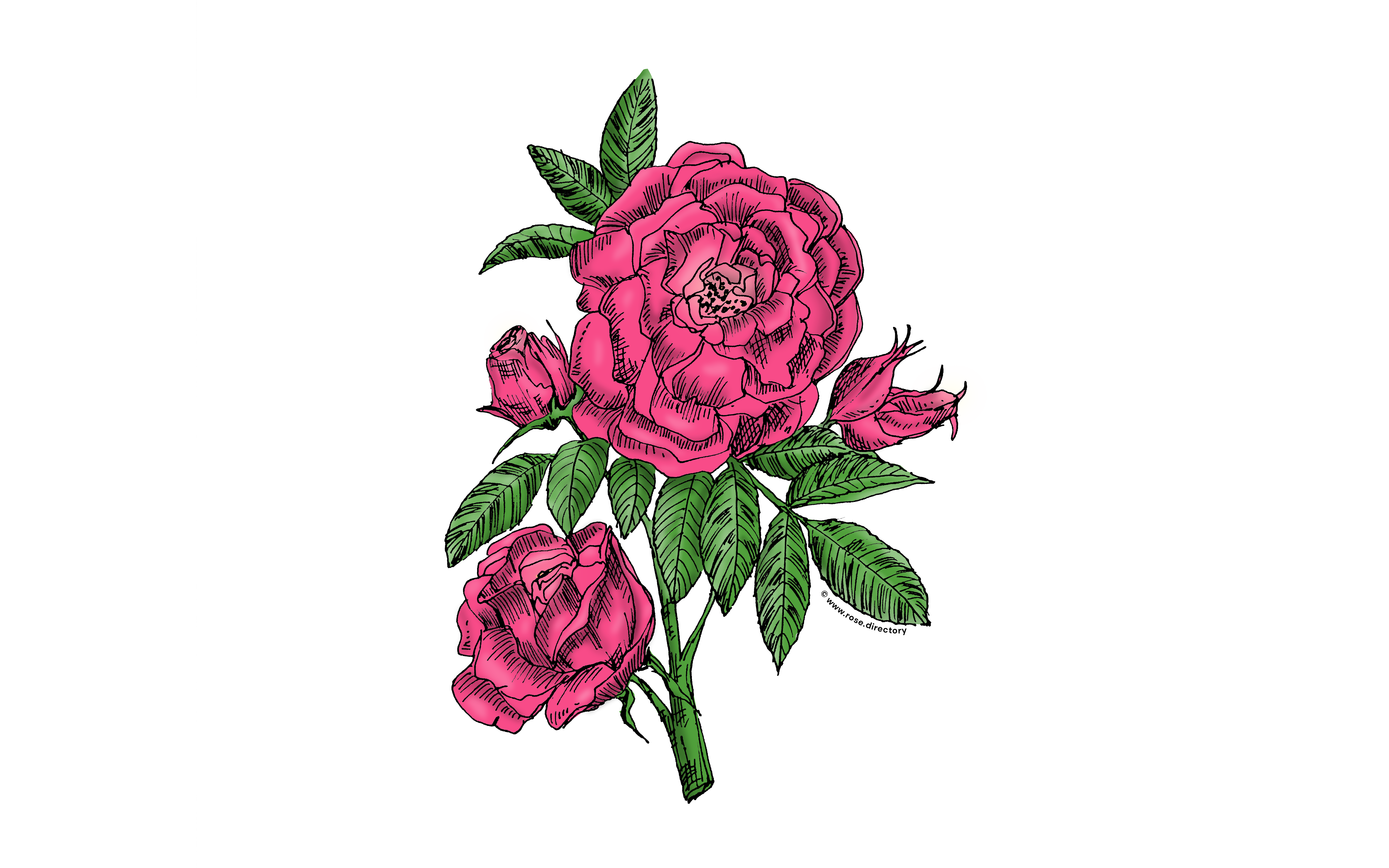 Mid Pink Globular Rose Bloom Double 16-25 Petals In 3+ Rows