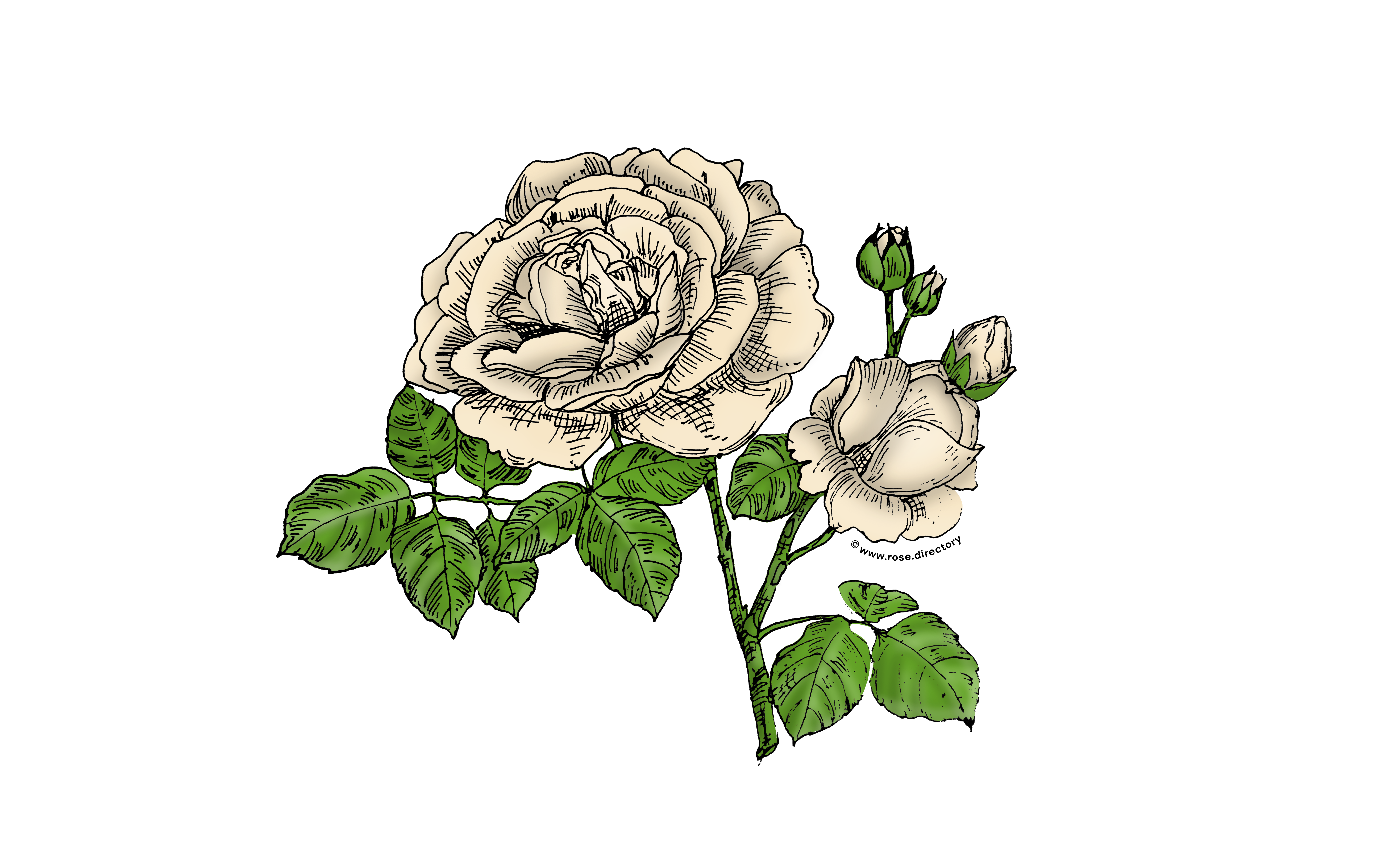 Cream Globular Rose Bloom Full 26-40 Petals In 3+ Rows