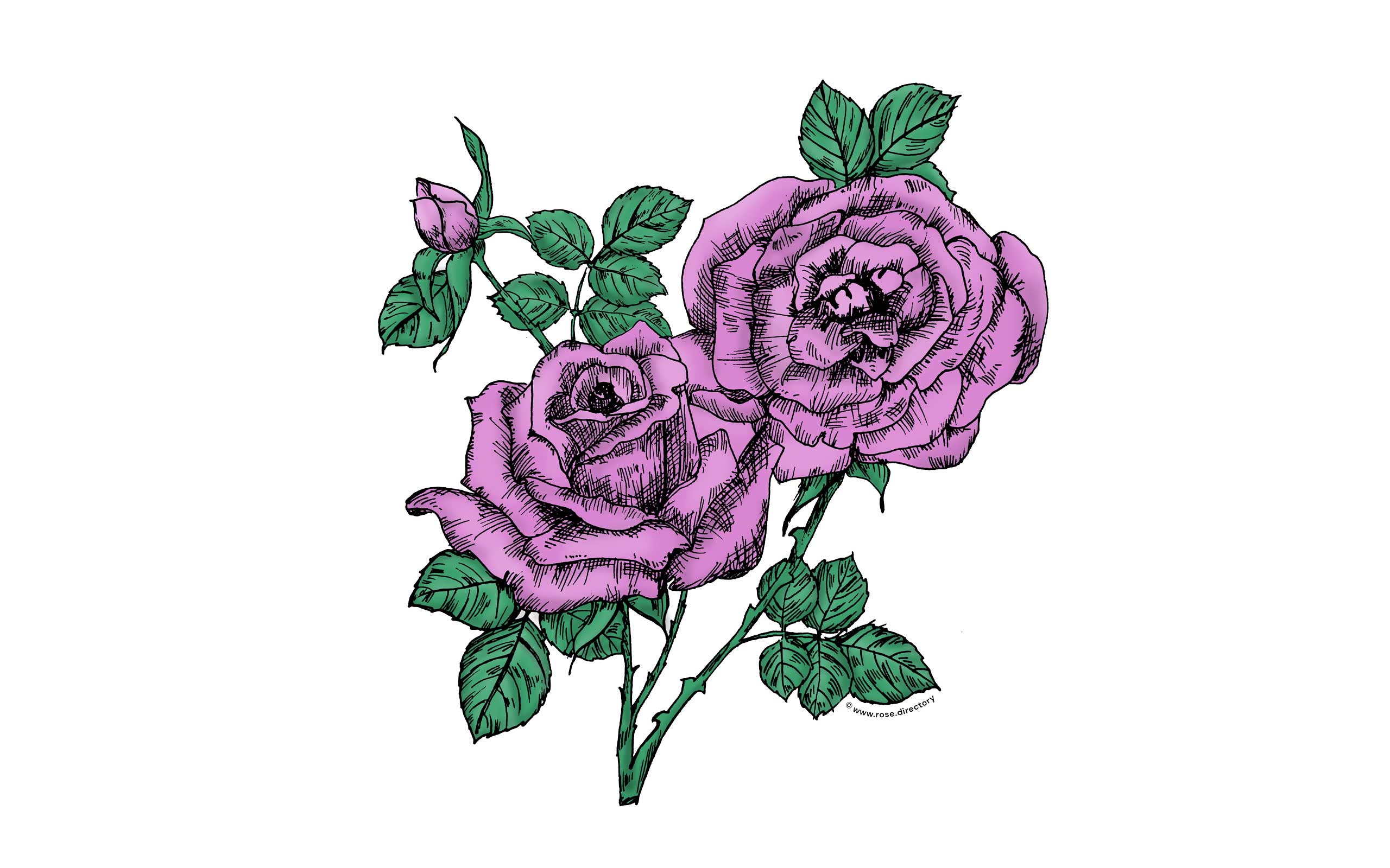 Purple High-Centered Rose Bloom Full 26-40 Petals In 3+ Rows