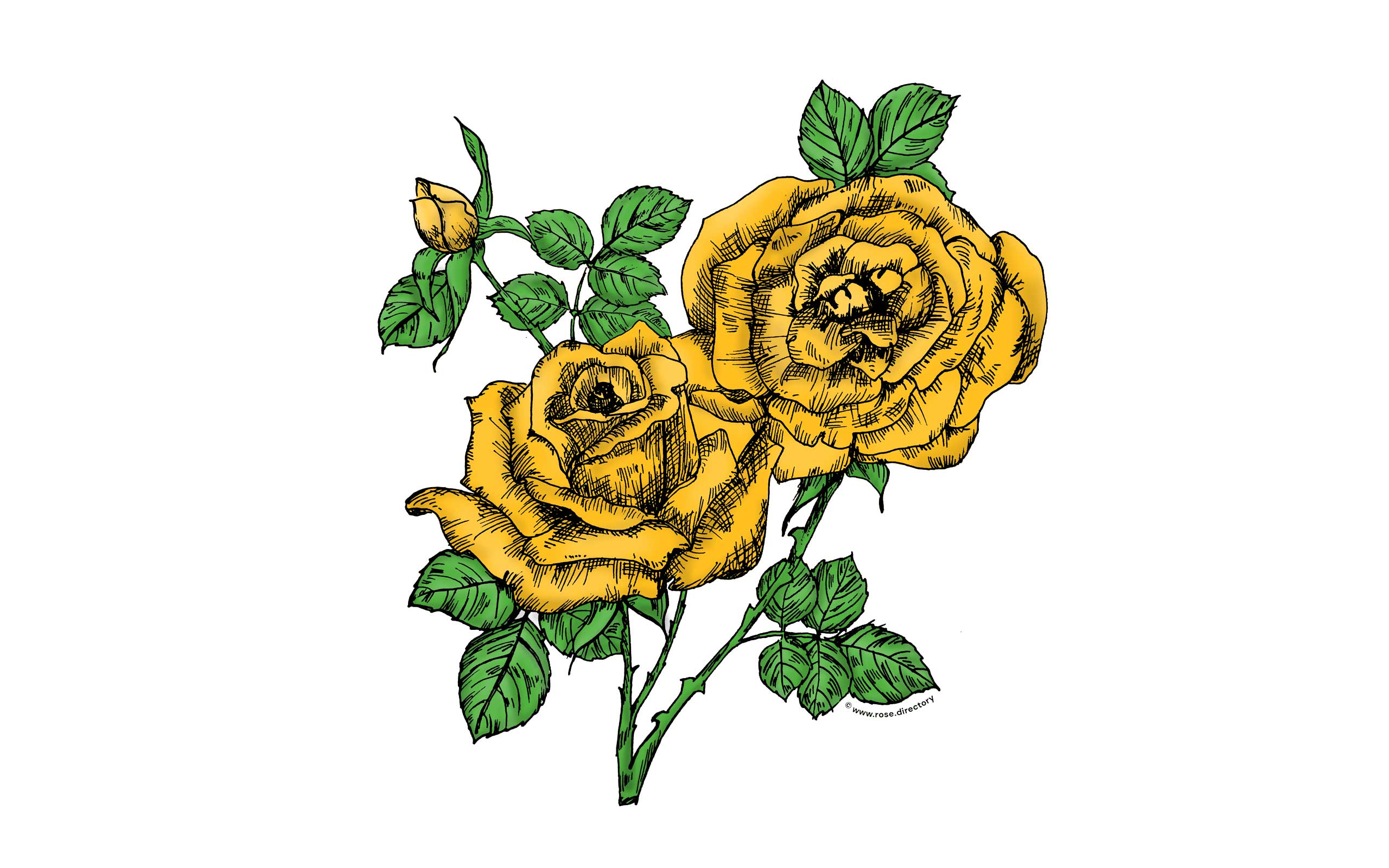 Yellow High-Centered Rose Bloom Full 26-40 Petals In 3+ Rows