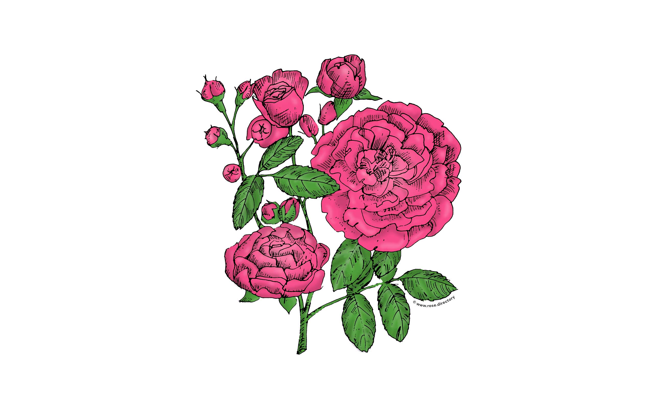 Mid Pink Rosette Rose Bloom Full 26-40 Petals In 3+ Rows