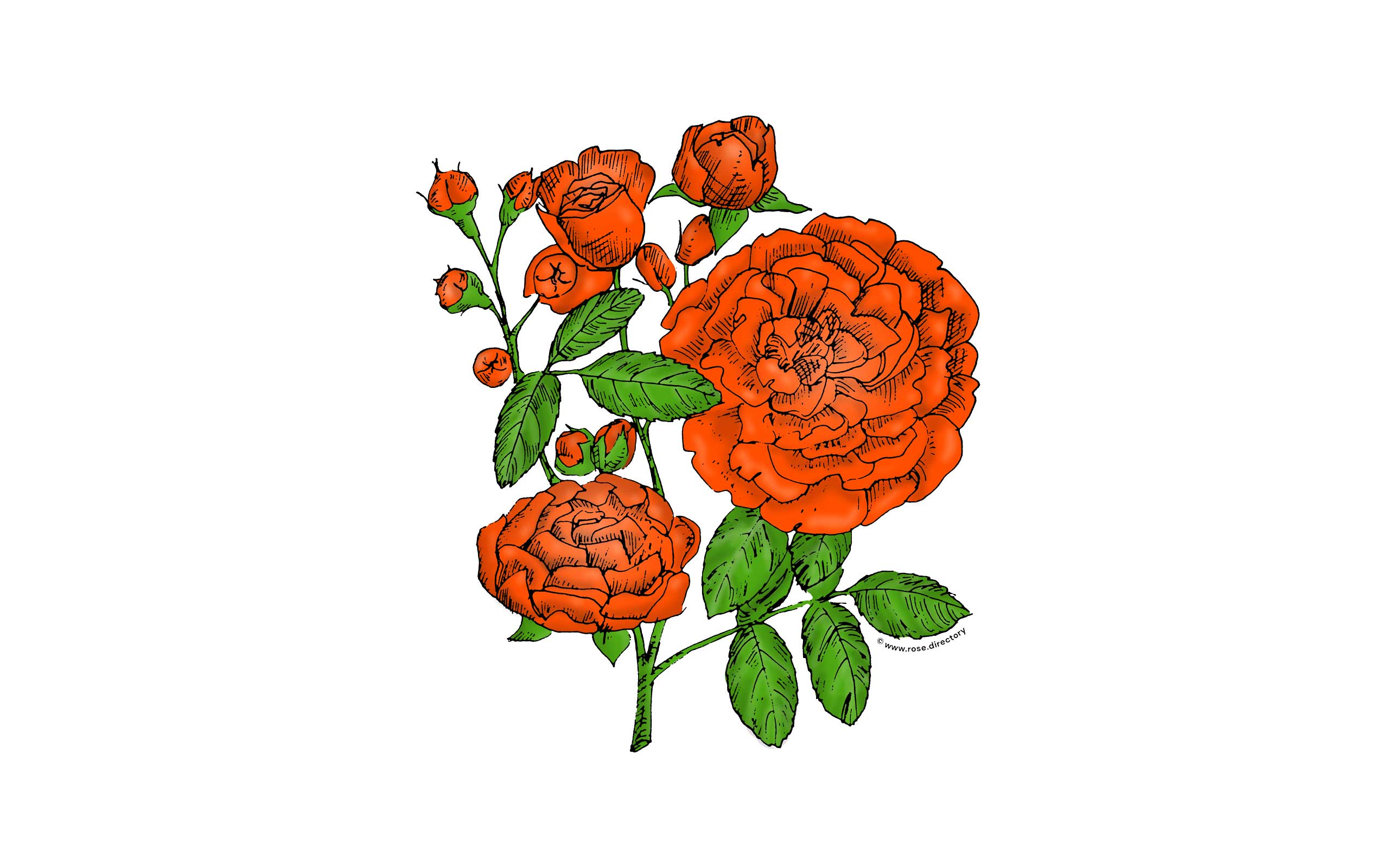 Orange Rosette Rose Bloom Full 26-40 Petals In 3+ Rows