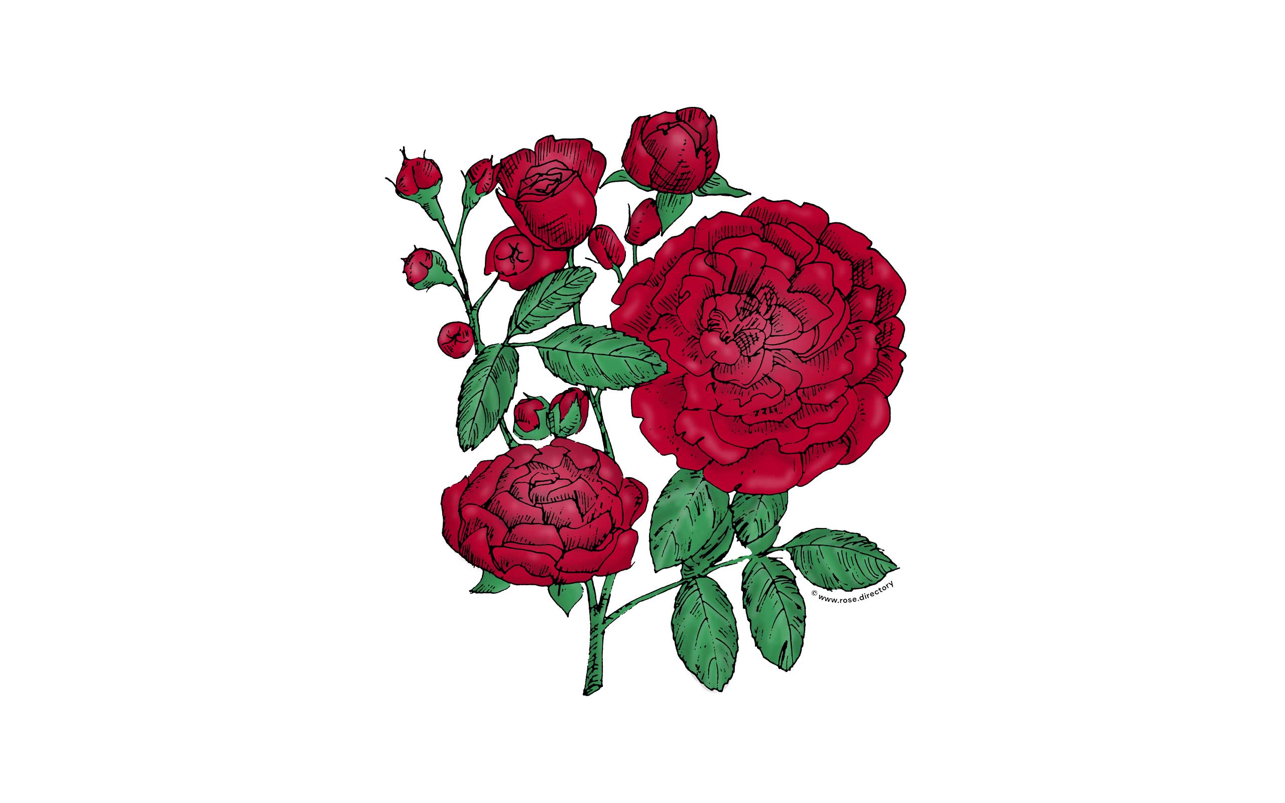 Dark Red Rosette Rose Bloom Full 26-40 Petals In 3+ Rows