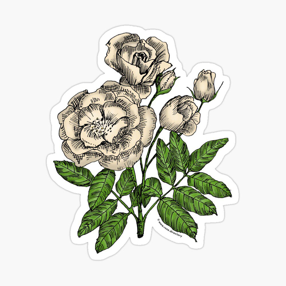 cupped semi-double cream rose sticker